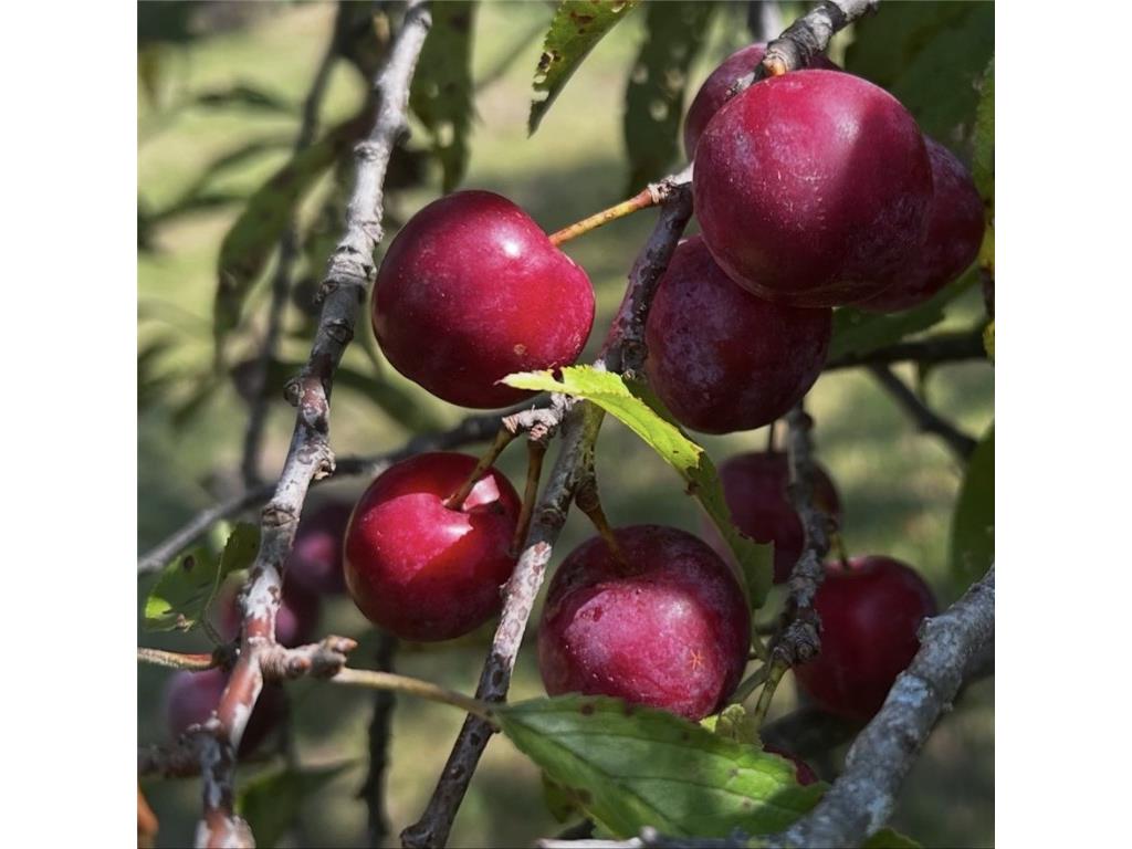 3341 130th Street Frederic WI 54837 - Wood River 1596996 image41