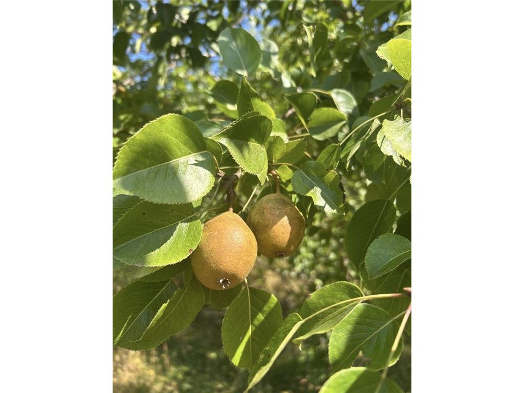 3341 130th Street Frederic WI 54837 - Wood River 1596996 image42