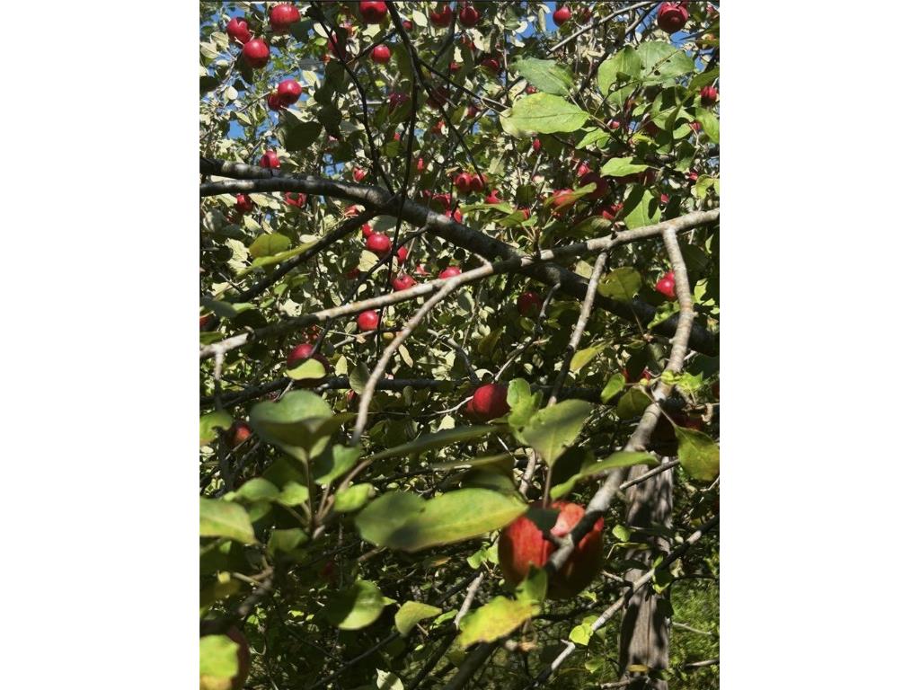 3341 130th Street Frederic WI 54837 - Wood River 1596996 image43