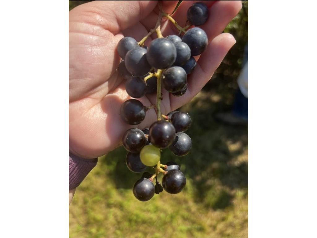 3341 130th Street Frederic WI 54837 - Wood River 1596996 image44