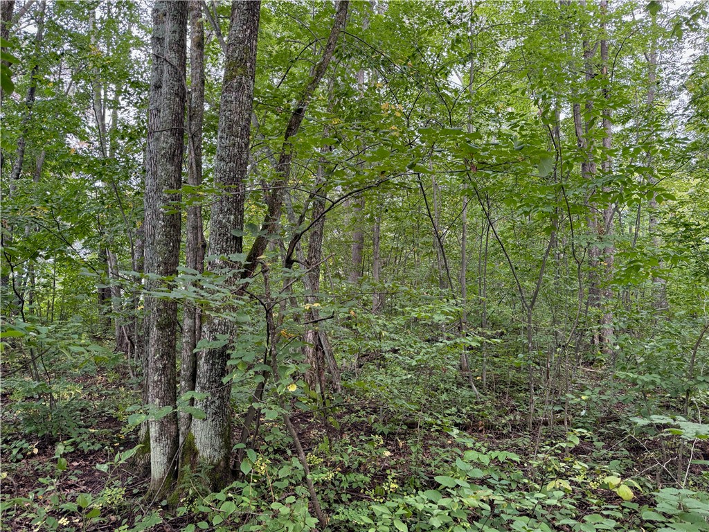 4.7 acres on Gurno Lake Road Hayward WI 54843 1585358 image14