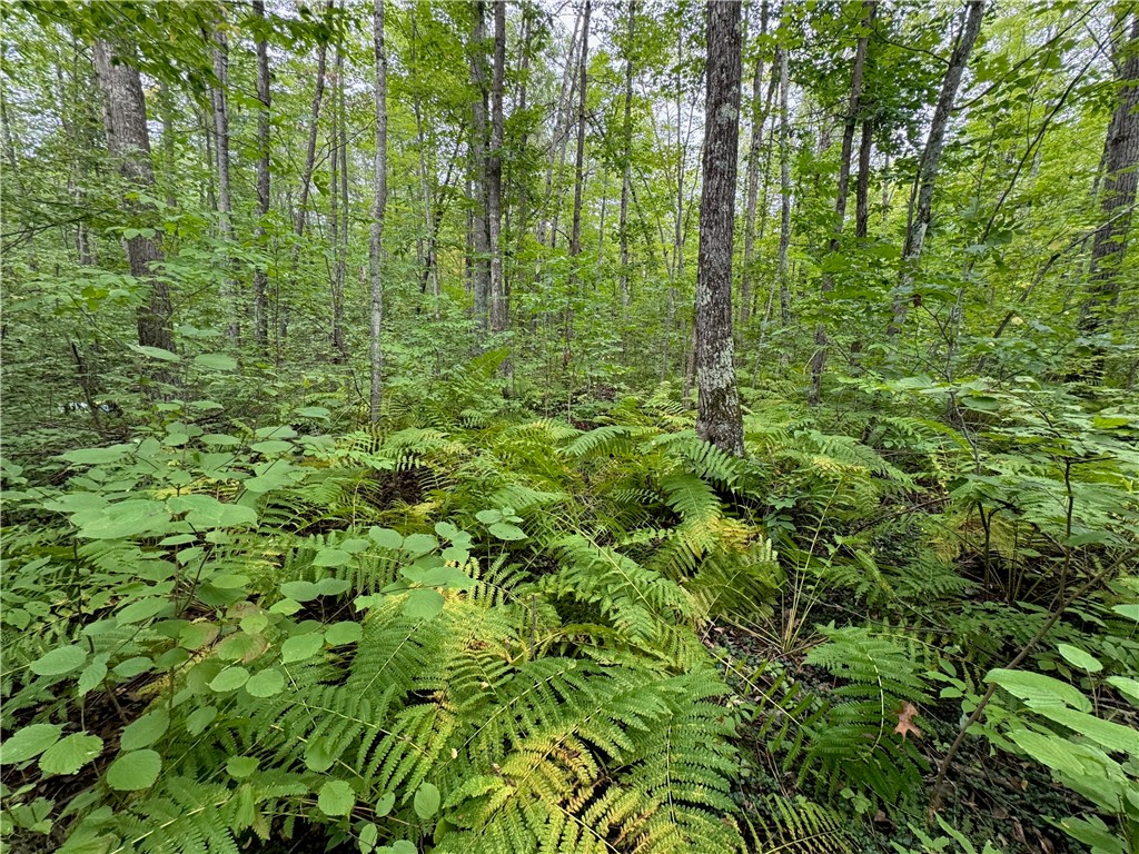 4.7 acres on Gurno Lake Road Hayward WI 54843 1585358 image15