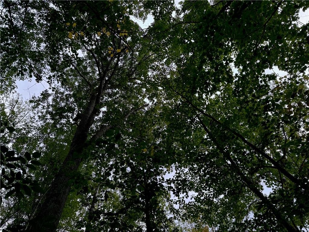 4.7 acres on Gurno Lake Road Hayward WI 54843 1585358 image17