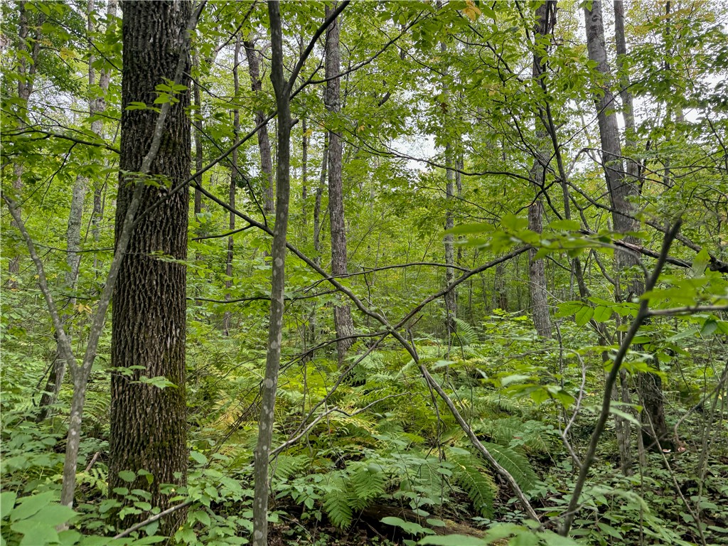 4.7 acres on Gurno Lake Road Hayward WI 54843 1585358 image22