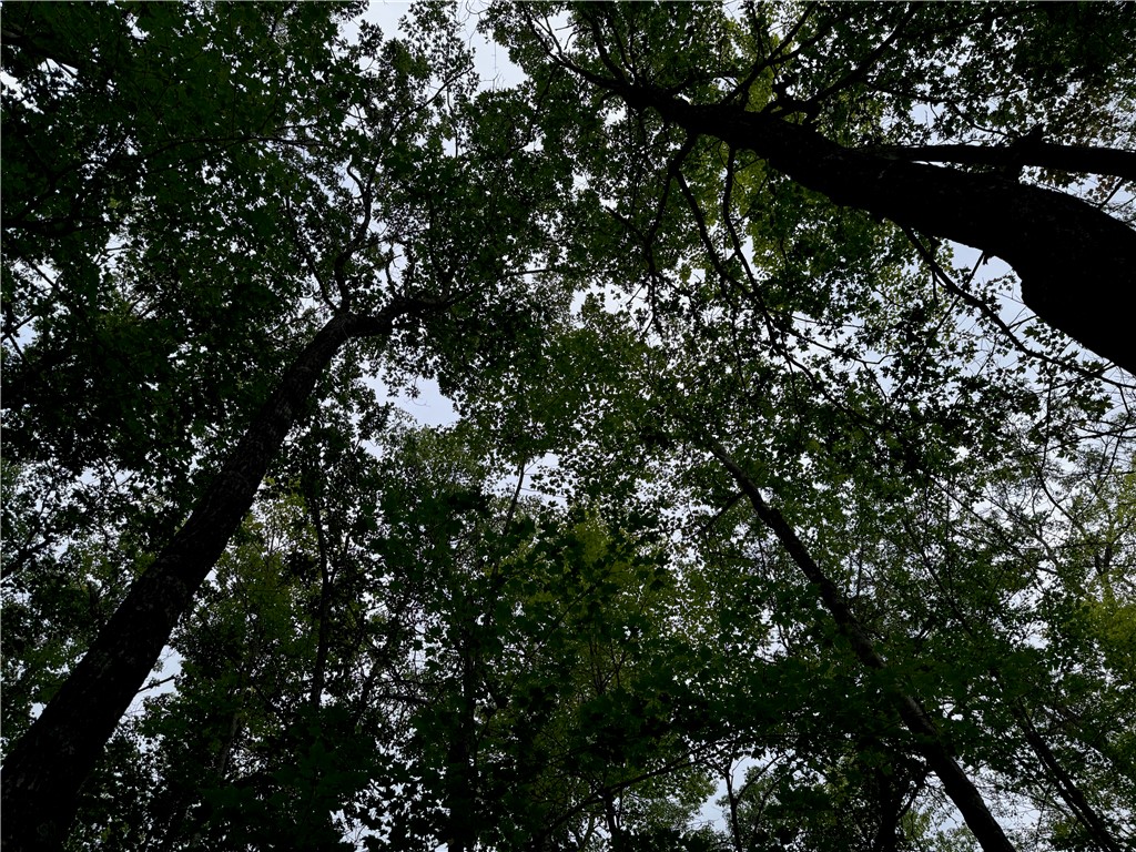 4.7 acres on Gurno Lake Road Hayward WI 54843 1585358 image23