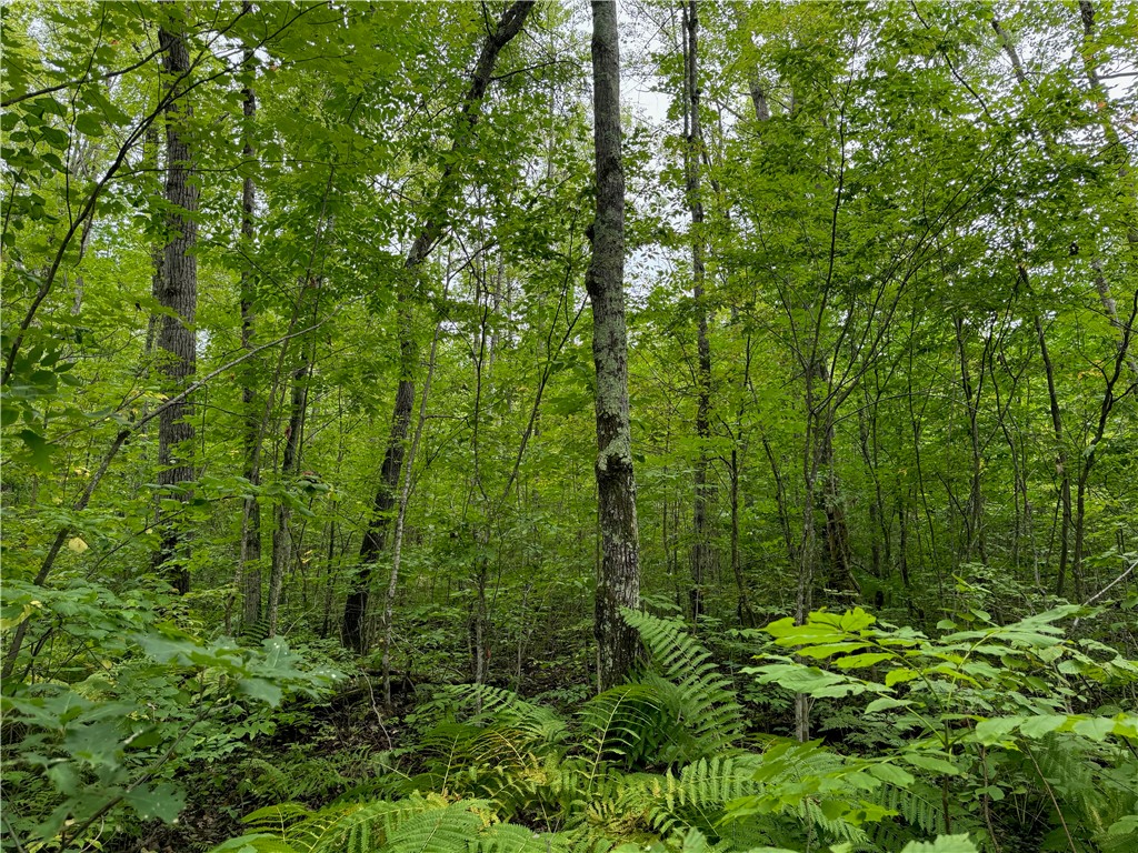 4.7 acres on Gurno Lake Road Hayward WI 54843 1585358 image24