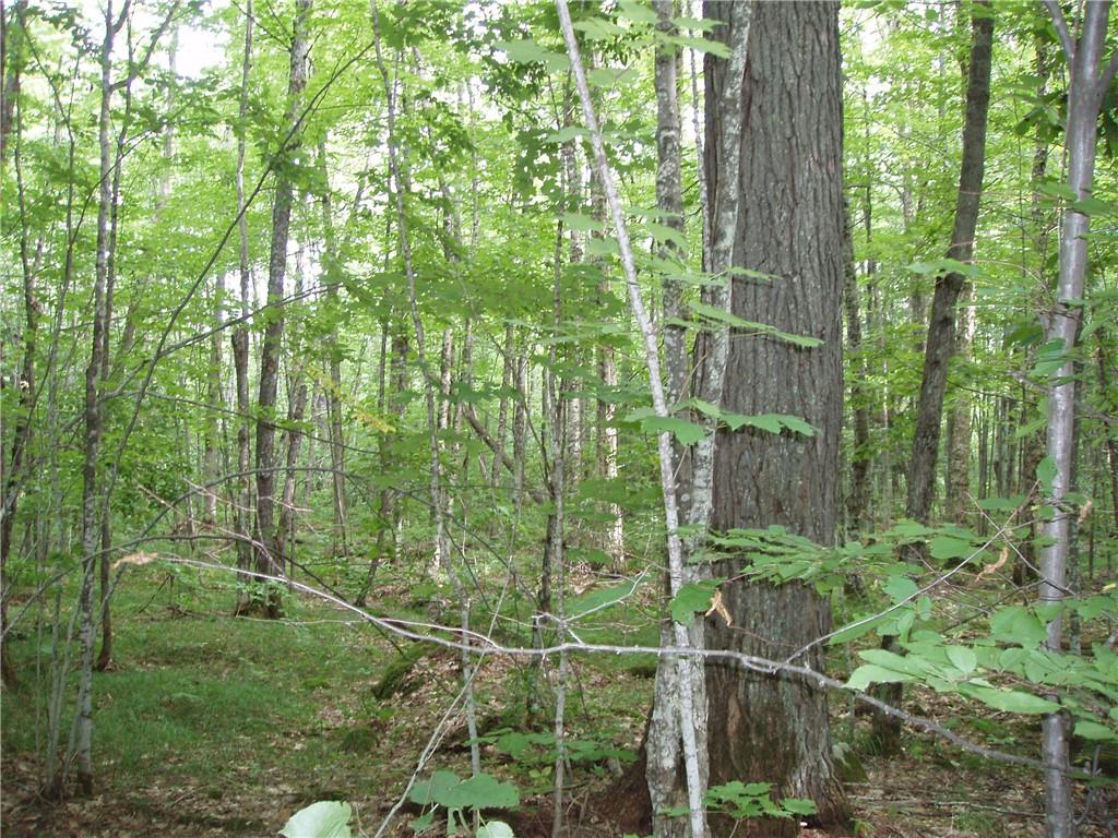 40+/- A Off Bear Lake Road Butternut WI 54514 1575983 image1