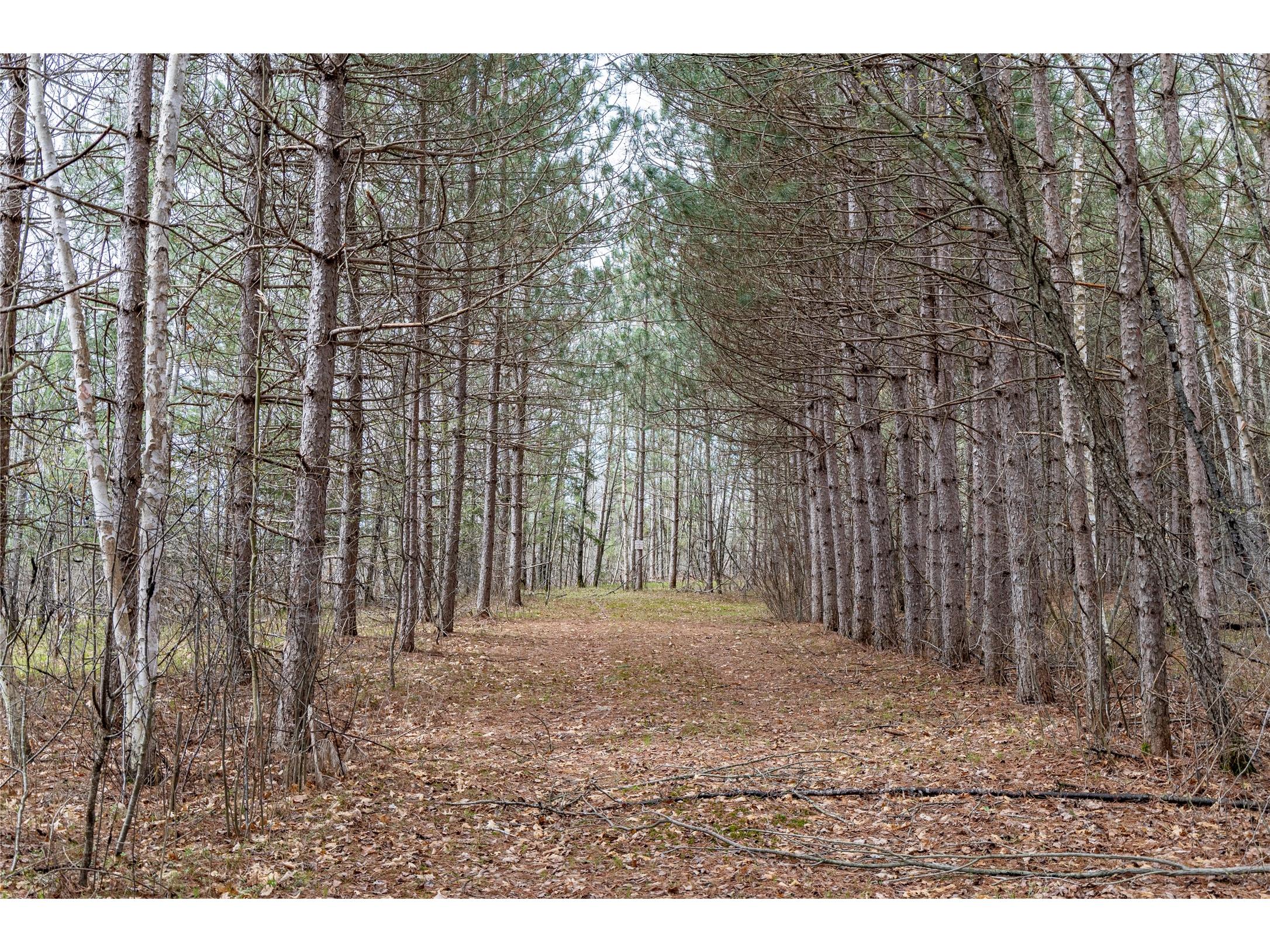 40 Acres Adams & Jones Road Bruce WI 54819 1600432 image1