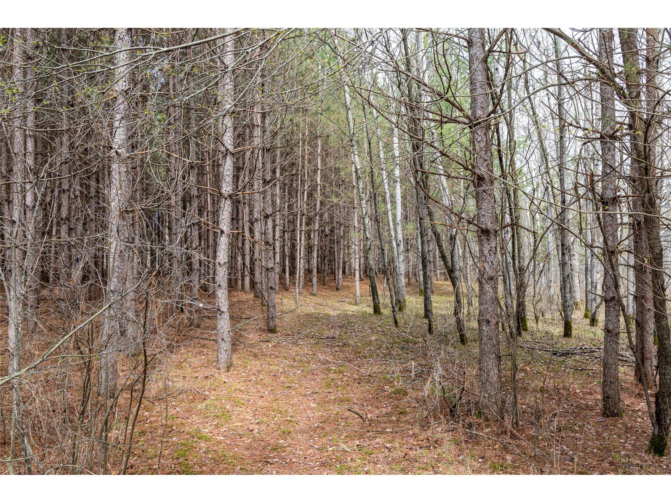40 Acres Adams & Jones Road Bruce WI 54819 1600432 image11