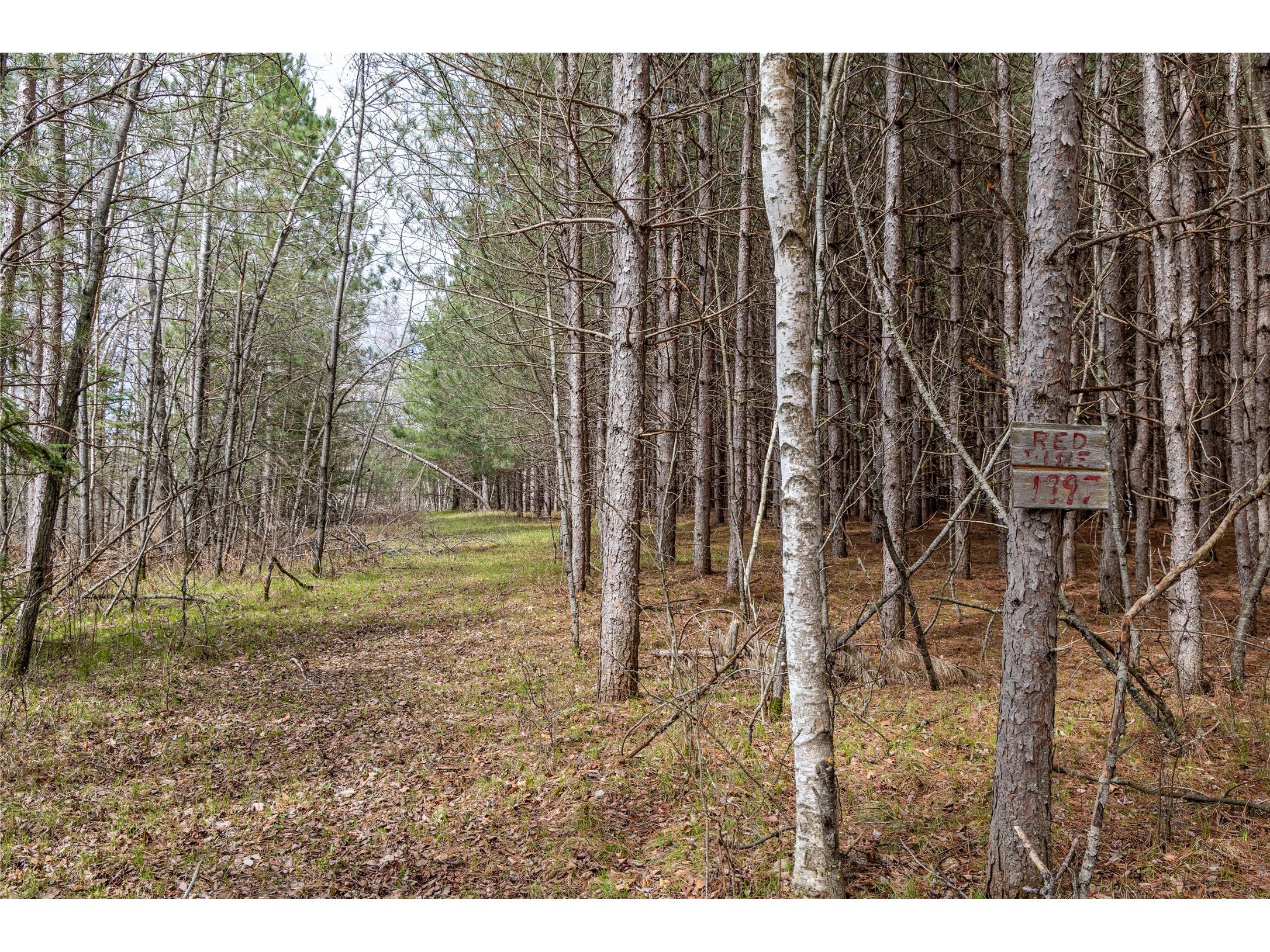 40 Acres Adams & Jones Road Bruce WI 54819 1600432 image12