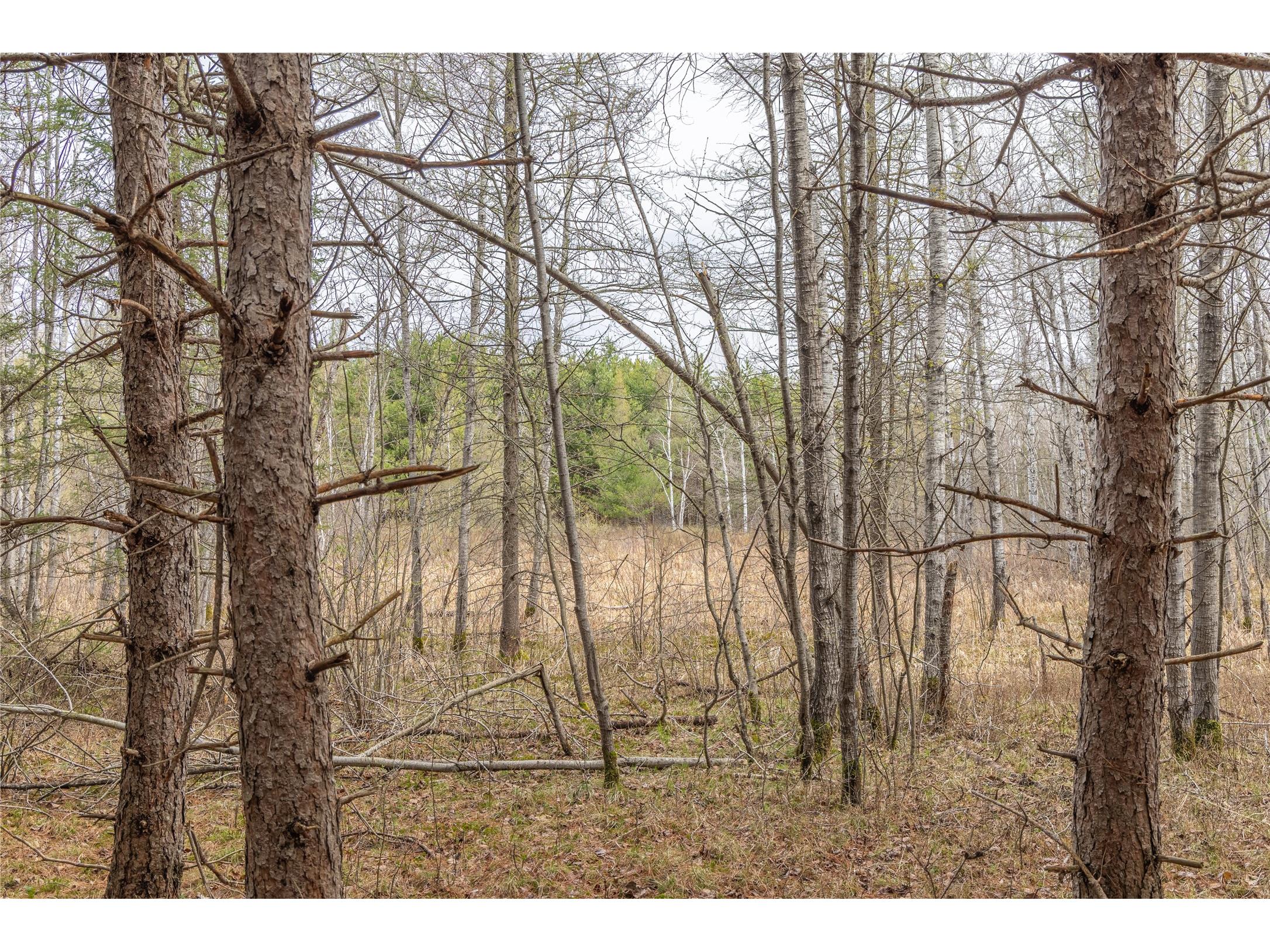 40 Acres Adams & Jones Road Bruce WI 54819 1600432 image14