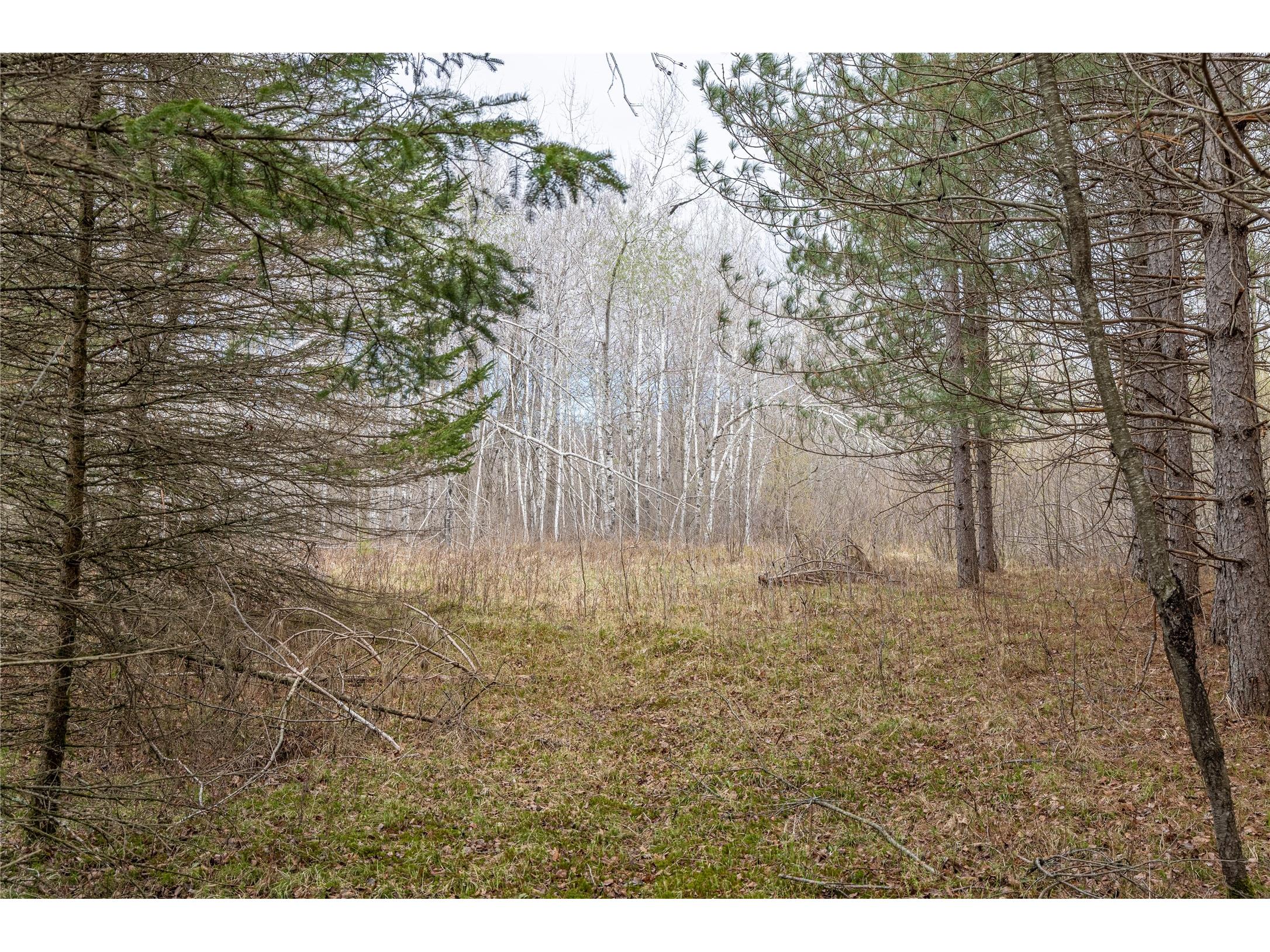 40 Acres Adams & Jones Road Bruce WI 54819 1600432 image15