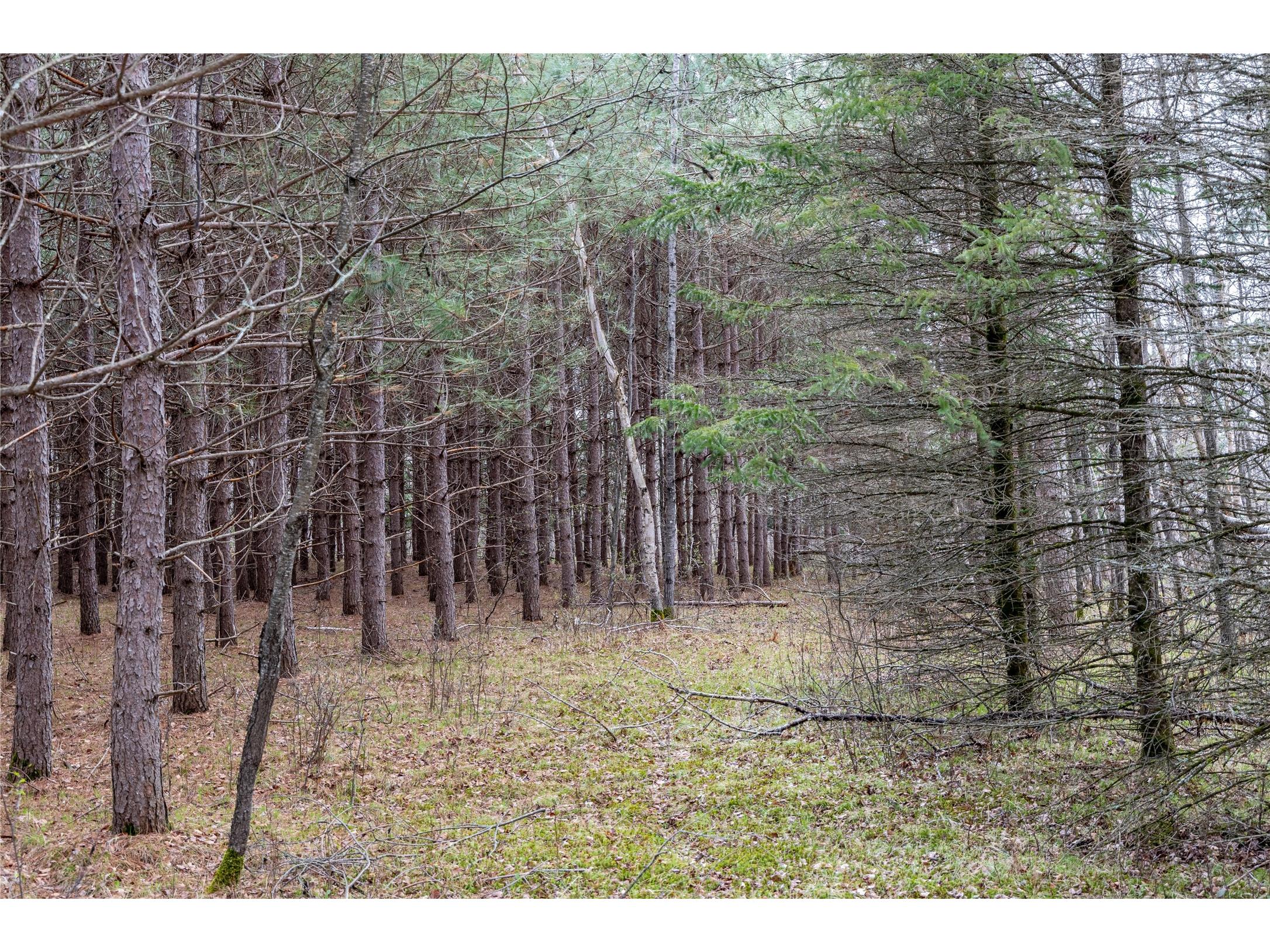40 Acres Adams & Jones Road Bruce WI 54819 1600432 image16