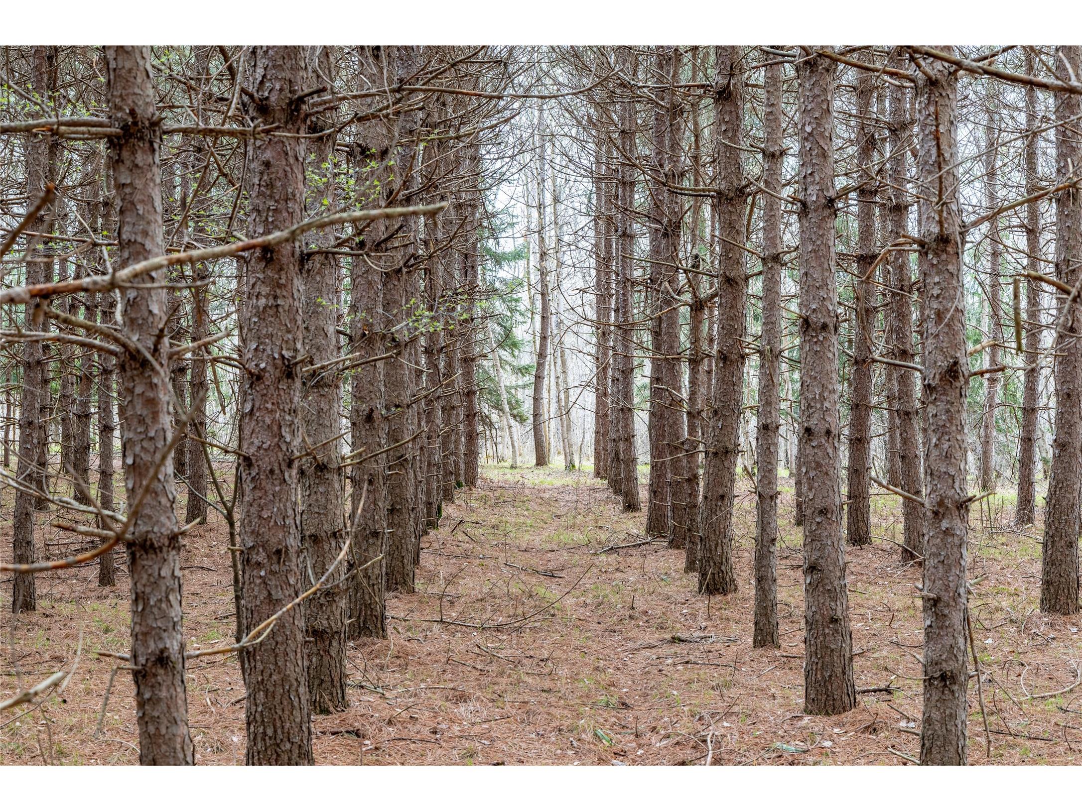 40 Acres Adams & Jones Road Bruce WI 54819 1600432 image17