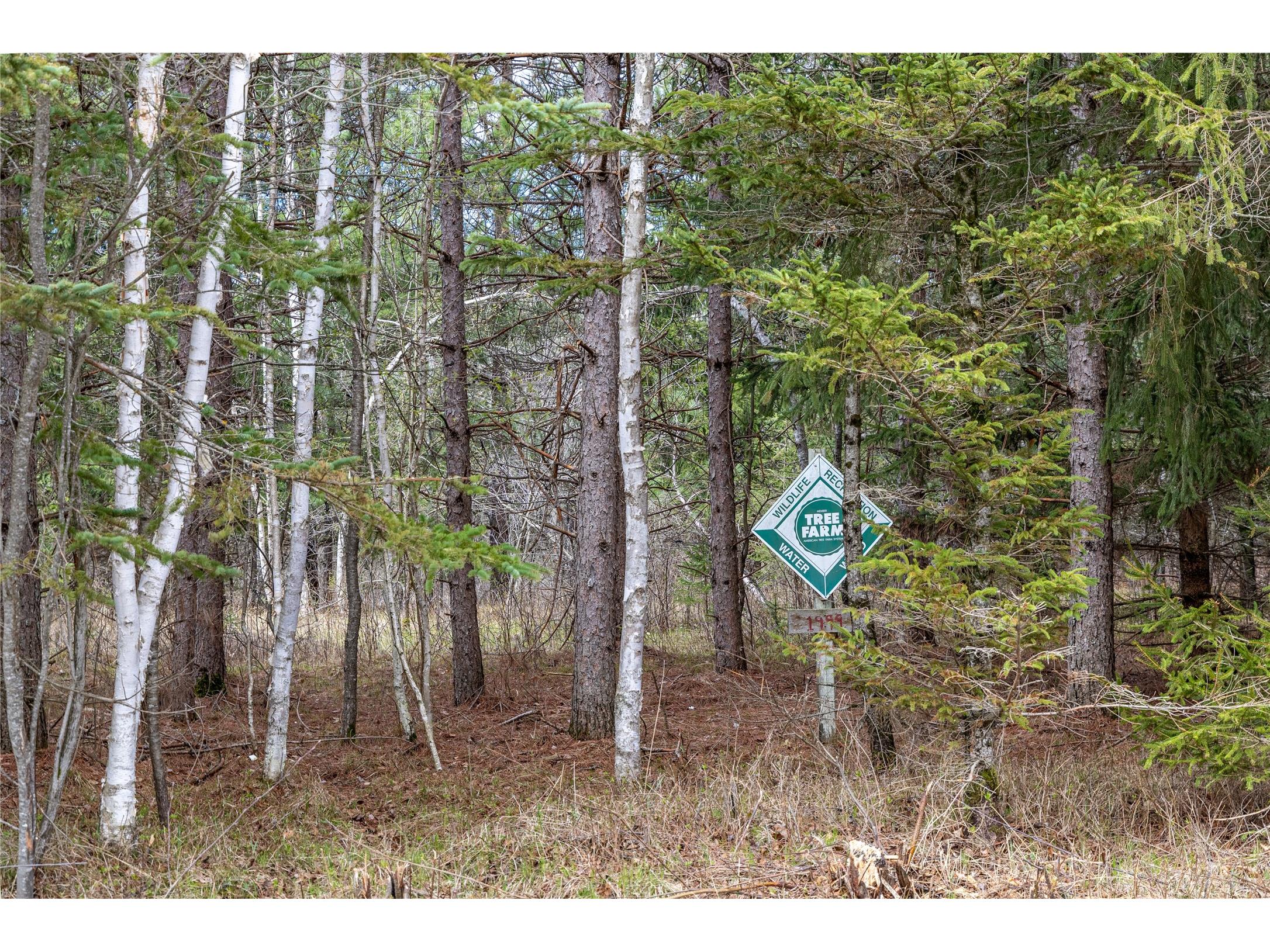 40 Acres Adams & Jones Road Bruce WI 54819 1600432 image20