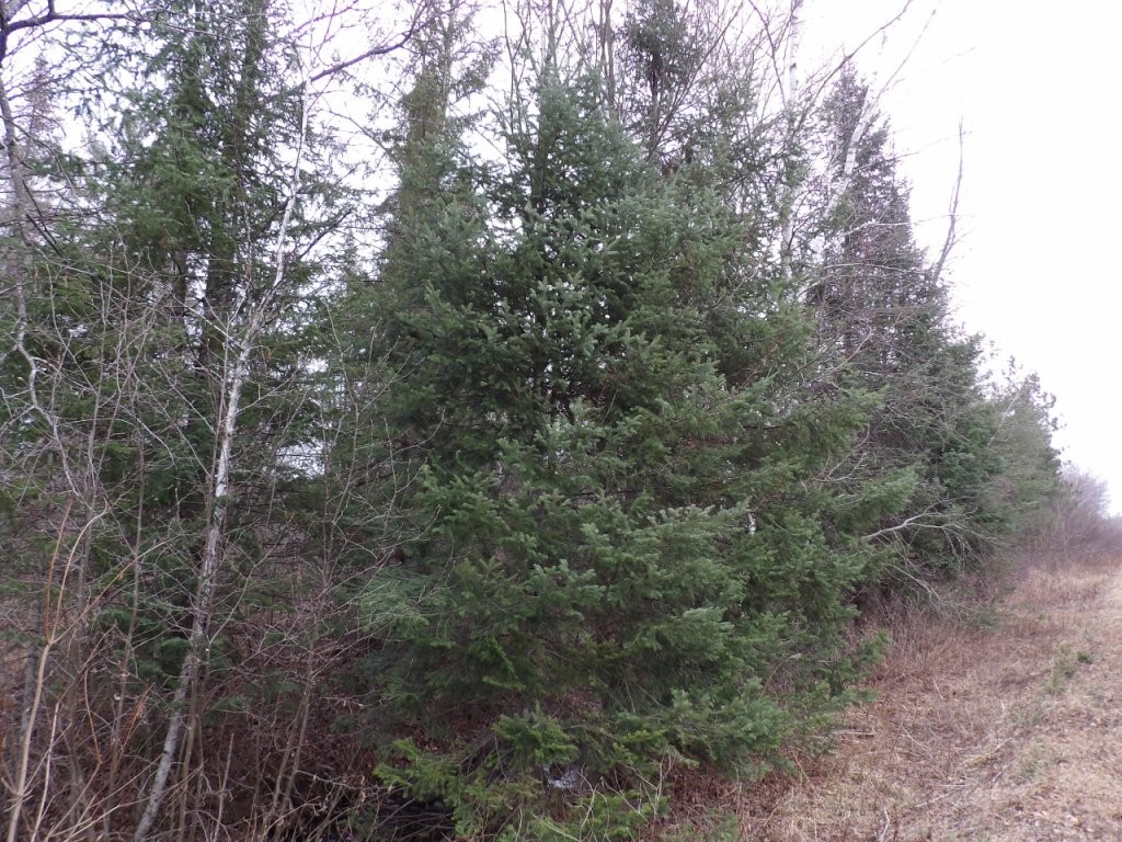 40 Acres Off Knapp Road Winter WI 54896 1580683 image1