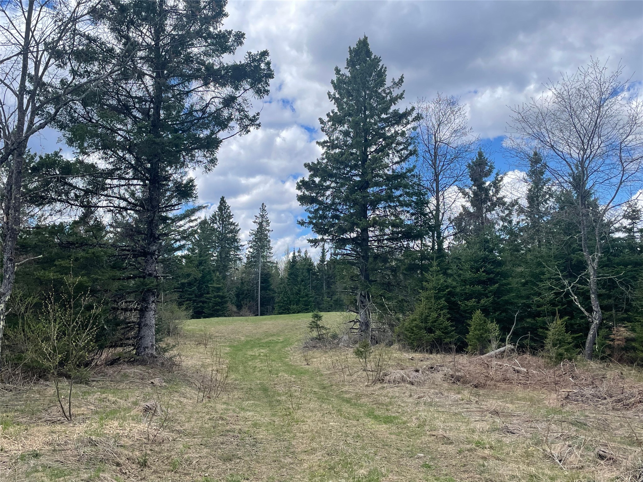40+/- Acres On Pociask Road Butternut WI 54514 1601091 image3