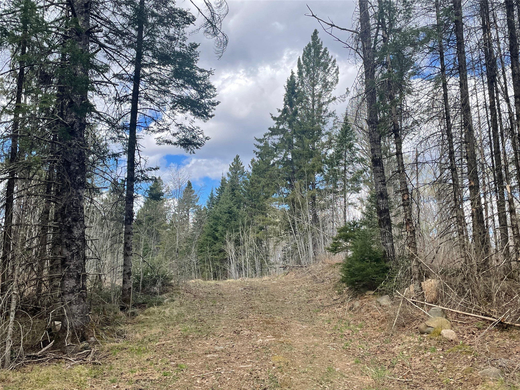 40+/- Acres On Pociask Road Butternut WI 54514 1601091 image4