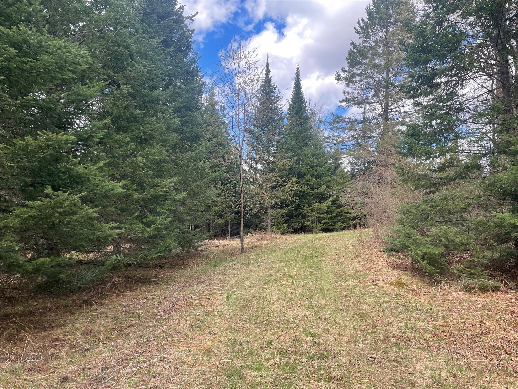 40+/- Acres On Pociask Road Butternut WI 54514 1601091 image5
