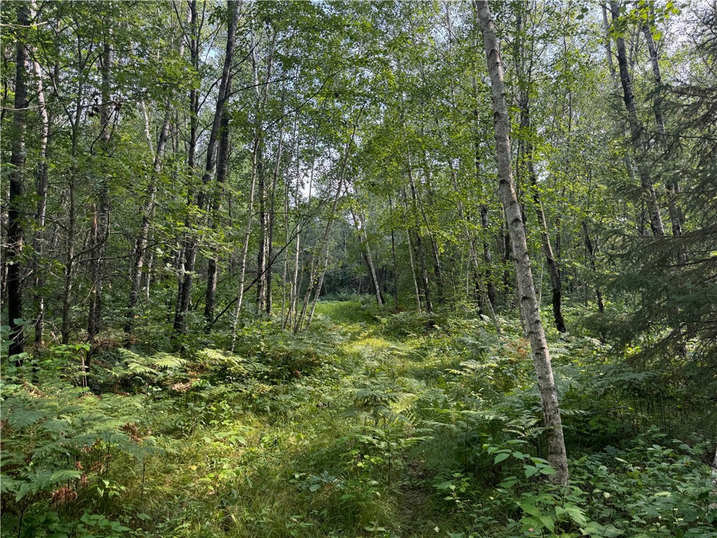 40 acres on Highway 63 Springbrook WI 54875 1594719 image10