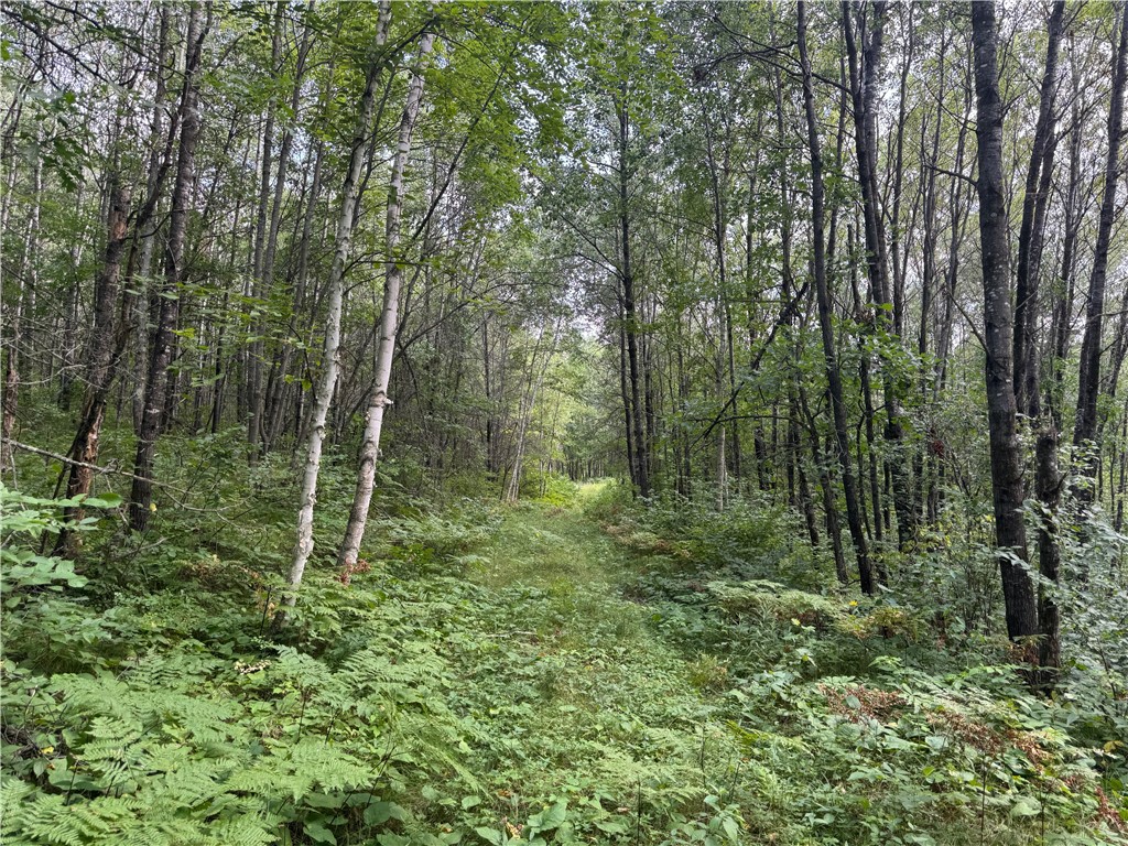 40 acres on Highway 63 Springbrook WI 54875 1594719 image11