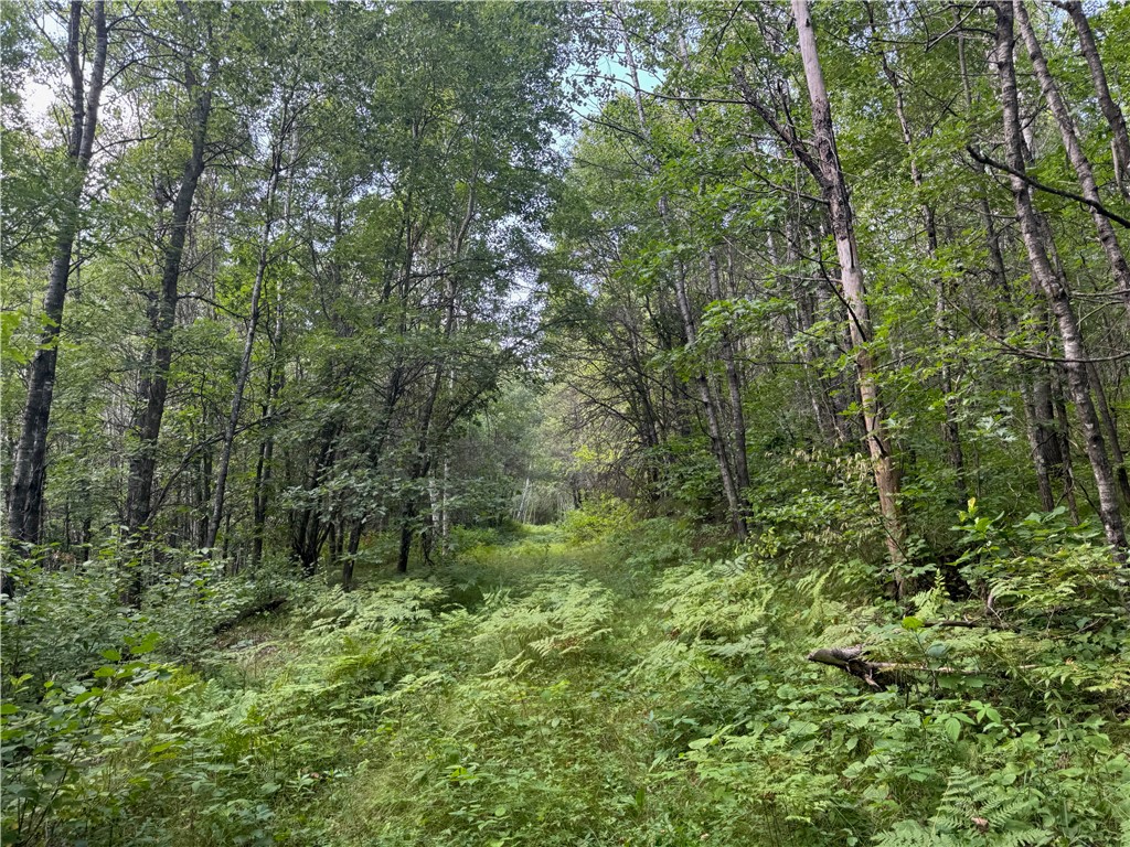 40 acres on Highway 63 Springbrook WI 54875 1594719 image12