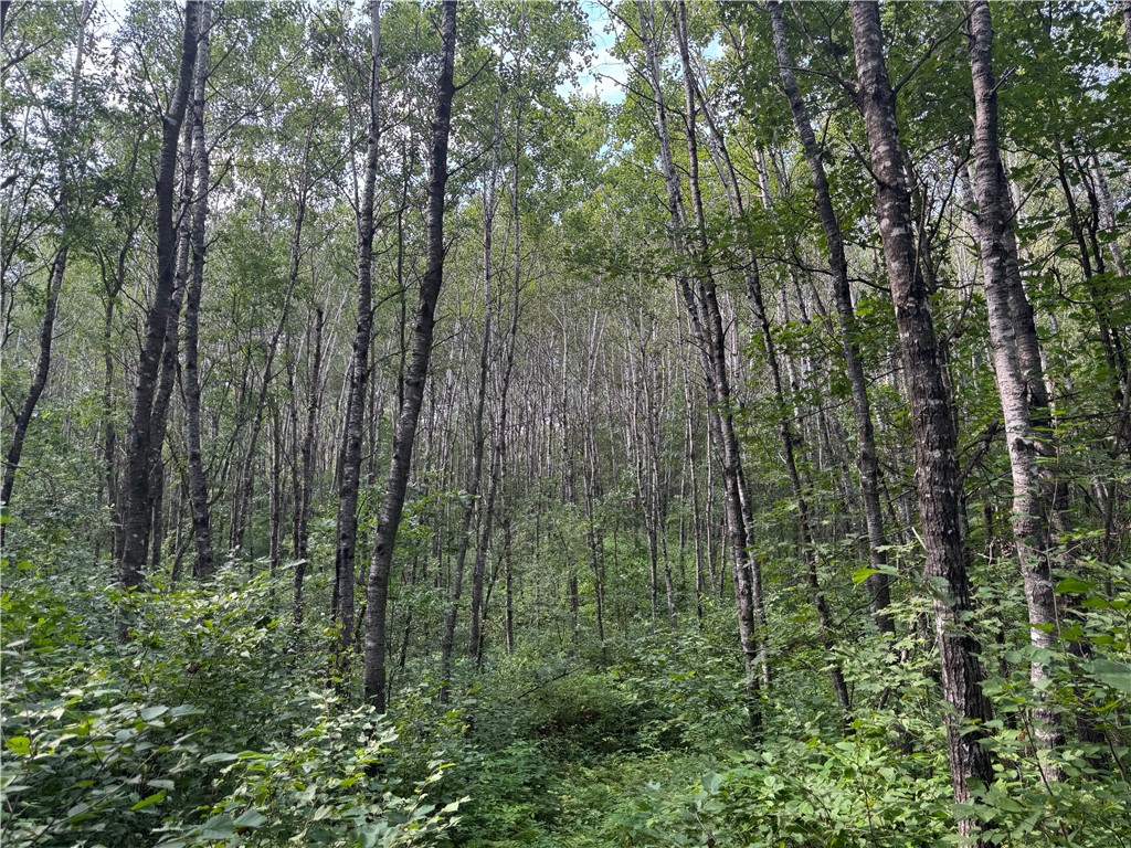 40 acres on Highway 63 Springbrook WI 54875 1594719 image7