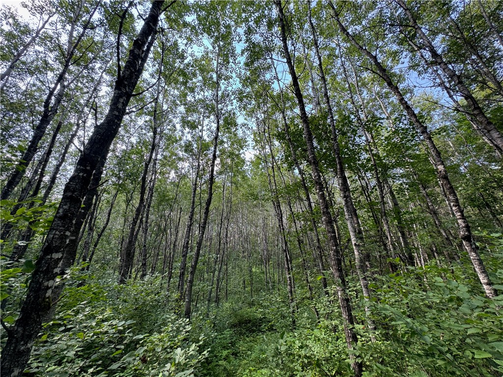 40 acres on Highway 63 Springbrook WI 54875 1594719 image8