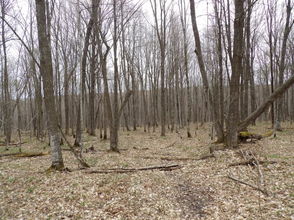 4315 N Tower Road Winter WI 54896 - Dry Creek 1580650 image1