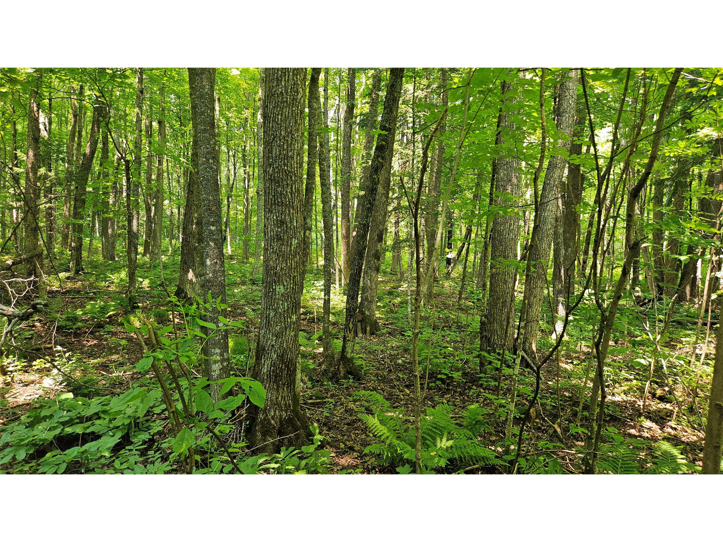 4687 N Valesh Road Couderay WI 54828 1602810 image7