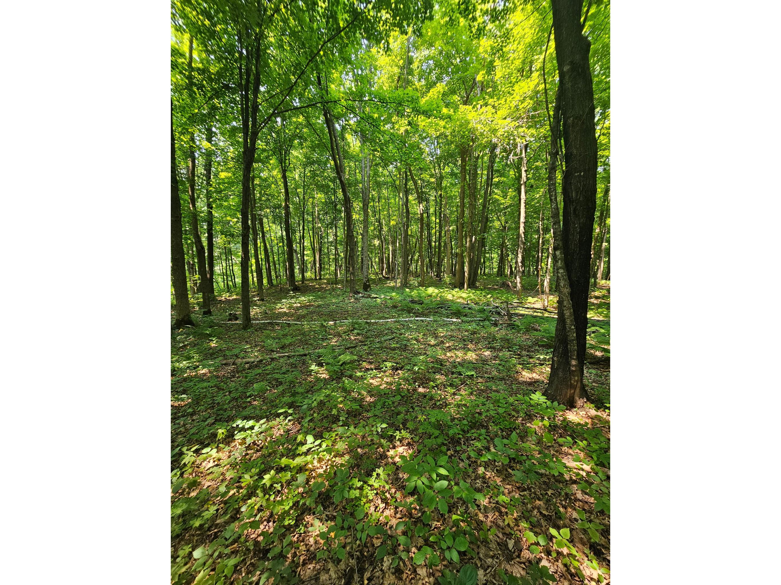 49 acres 16th Avenue Cameron WI 54822 1603187 image10