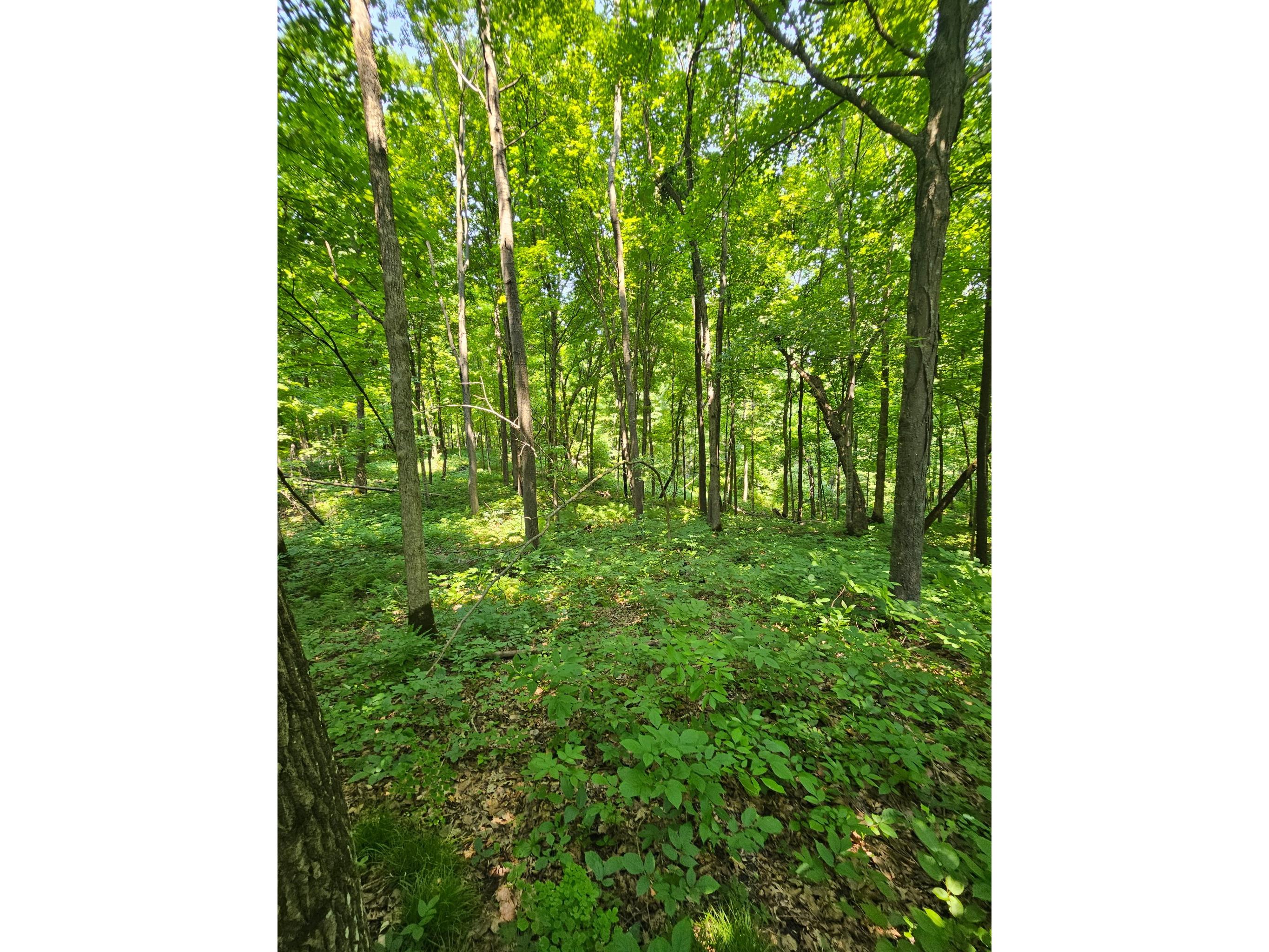 49 acres 16th Avenue Cameron WI 54822 1603187 image11
