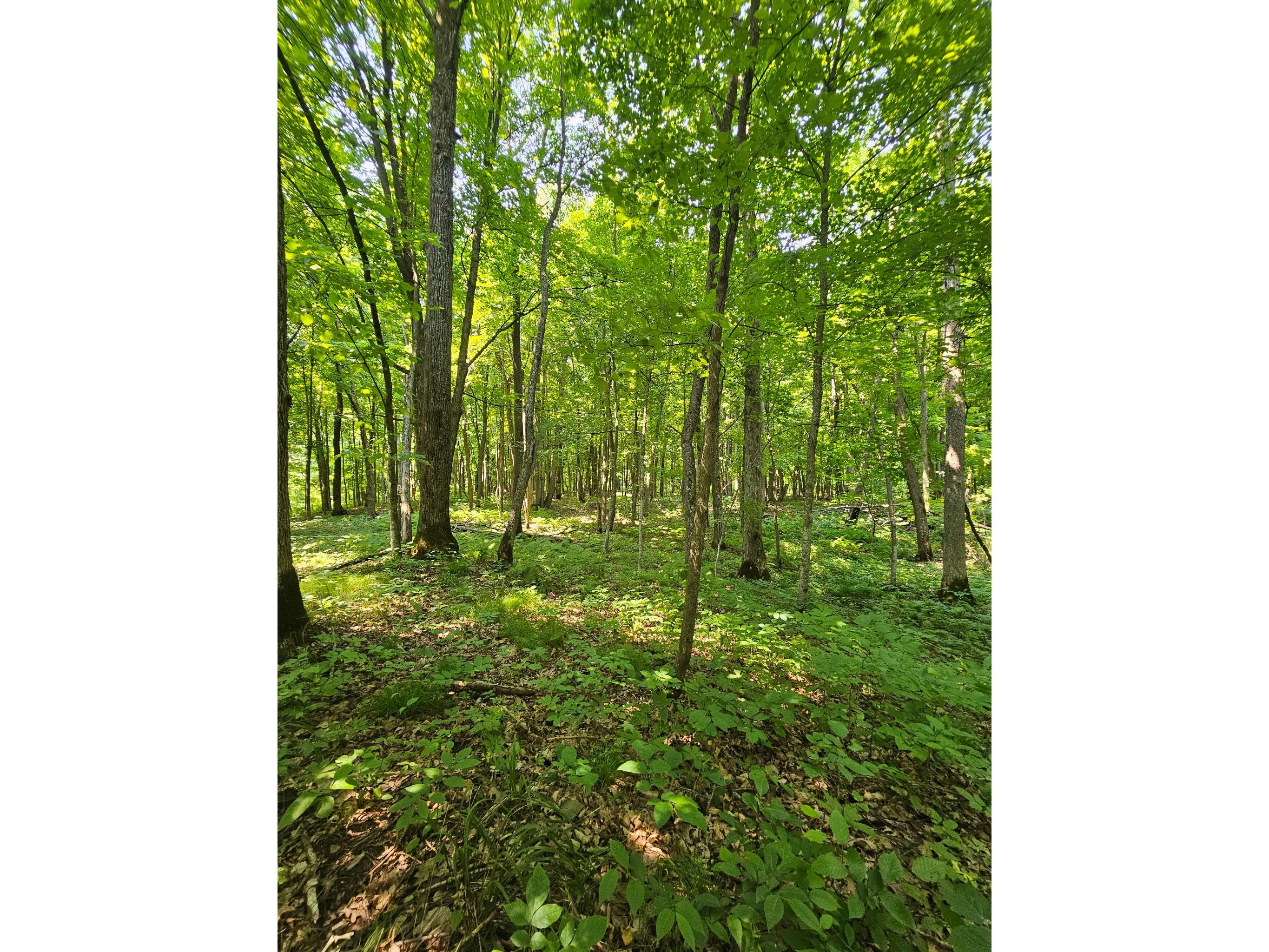 49 acres 16th Avenue Cameron WI 54822 1603187 image12