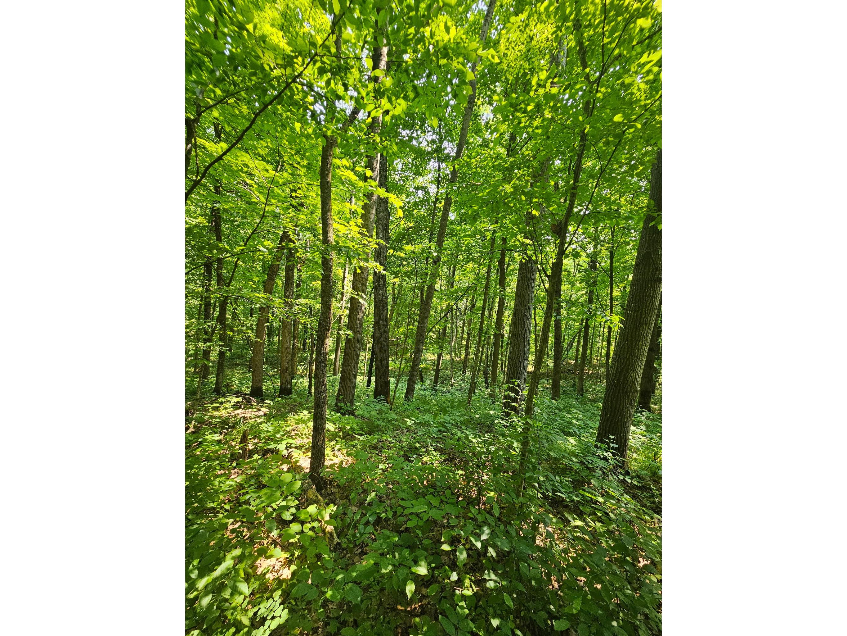 49 acres 16th Avenue Cameron WI 54822 1603187 image13