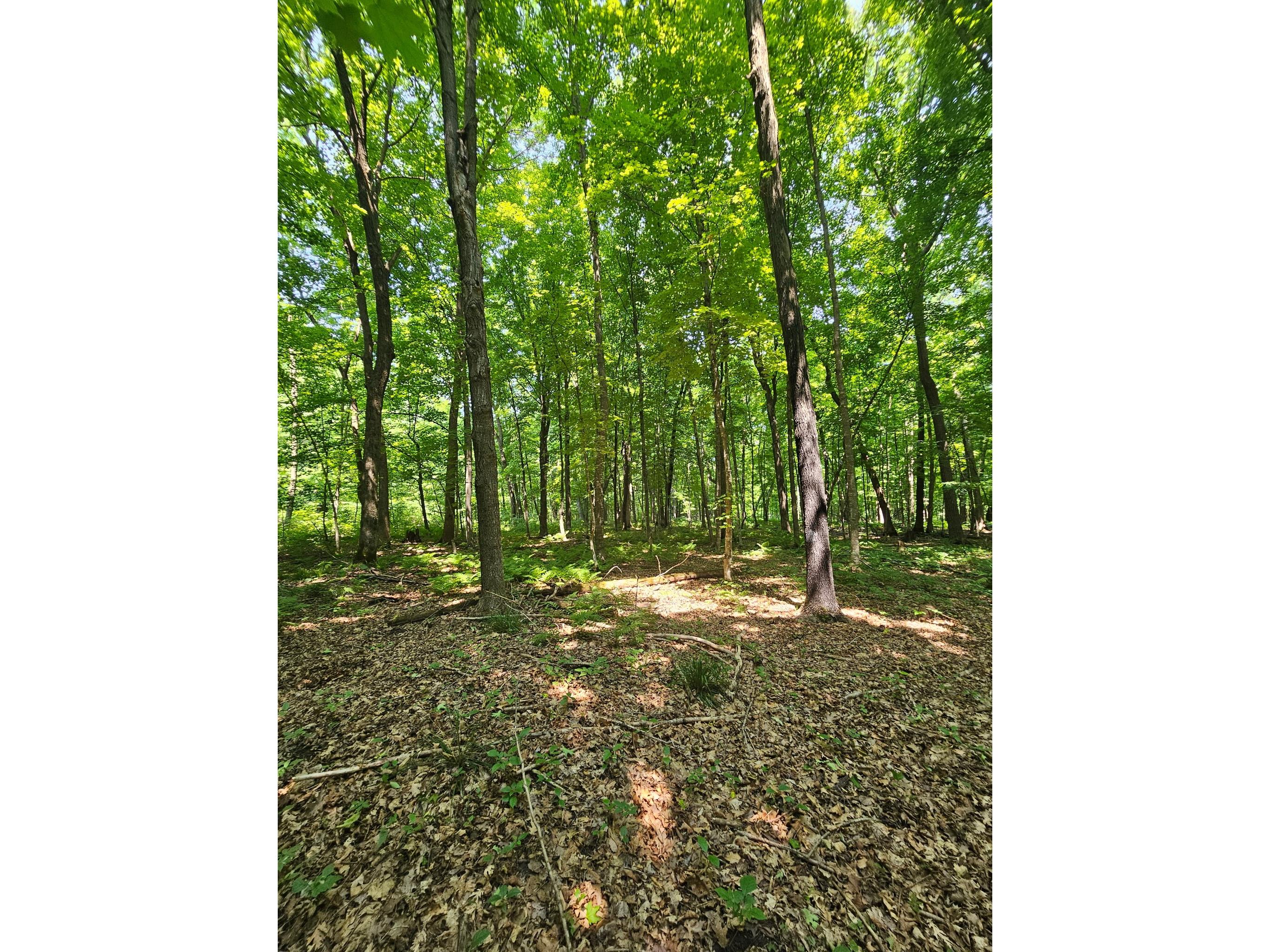 49 acres 16th Avenue Cameron WI 54822 1603187 image17
