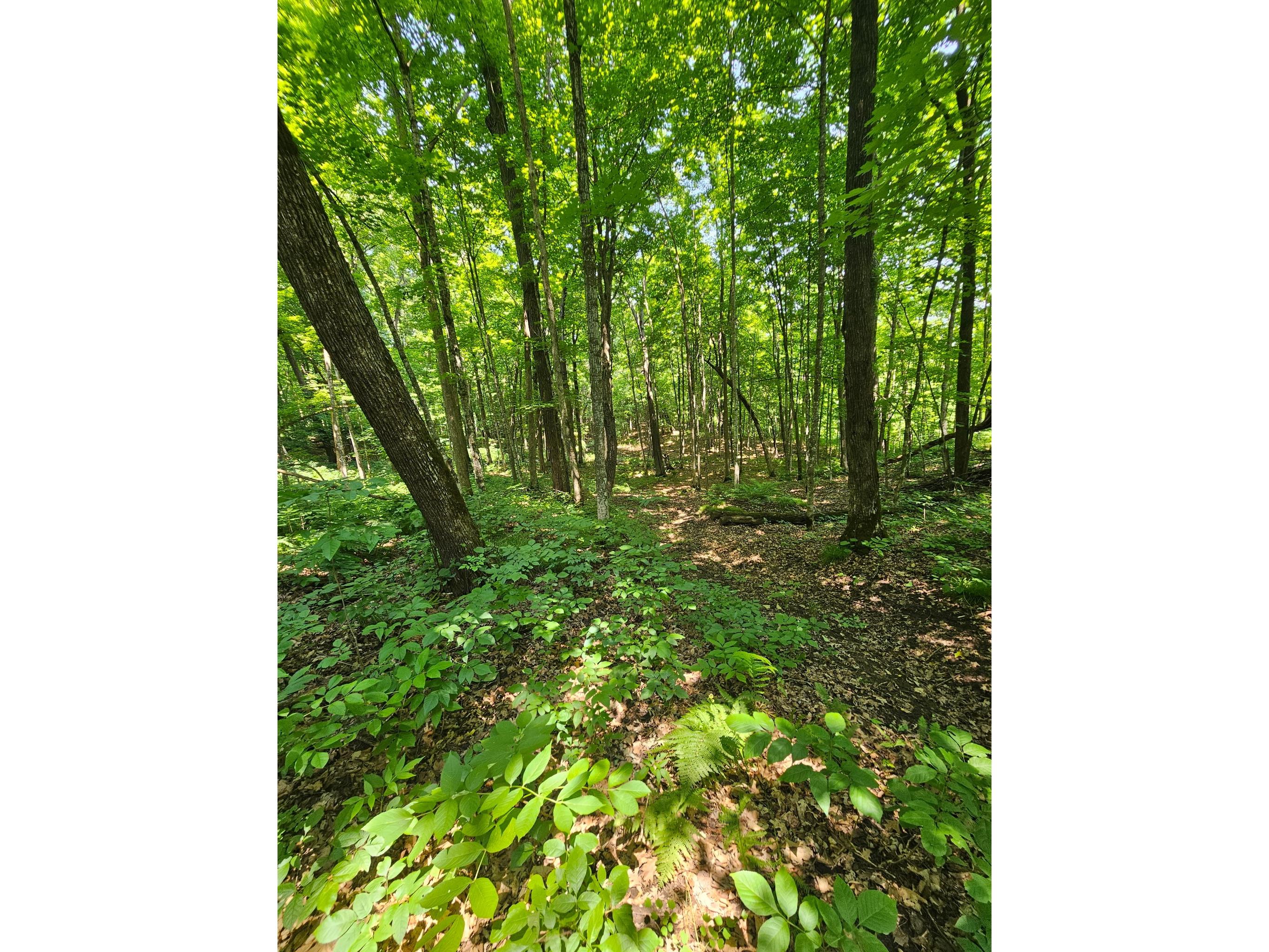 49 acres 16th Avenue Cameron WI 54822 1603187 image18