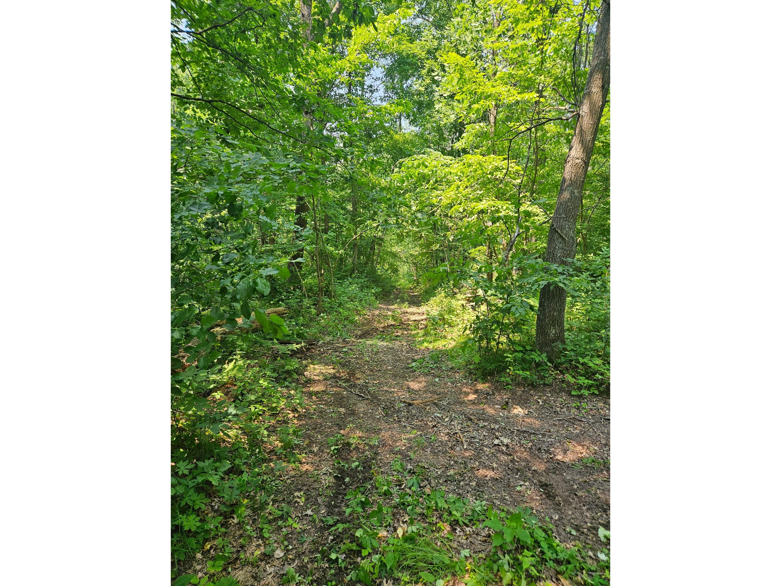 49 acres 16th Avenue Cameron WI 54822 1603187 image2