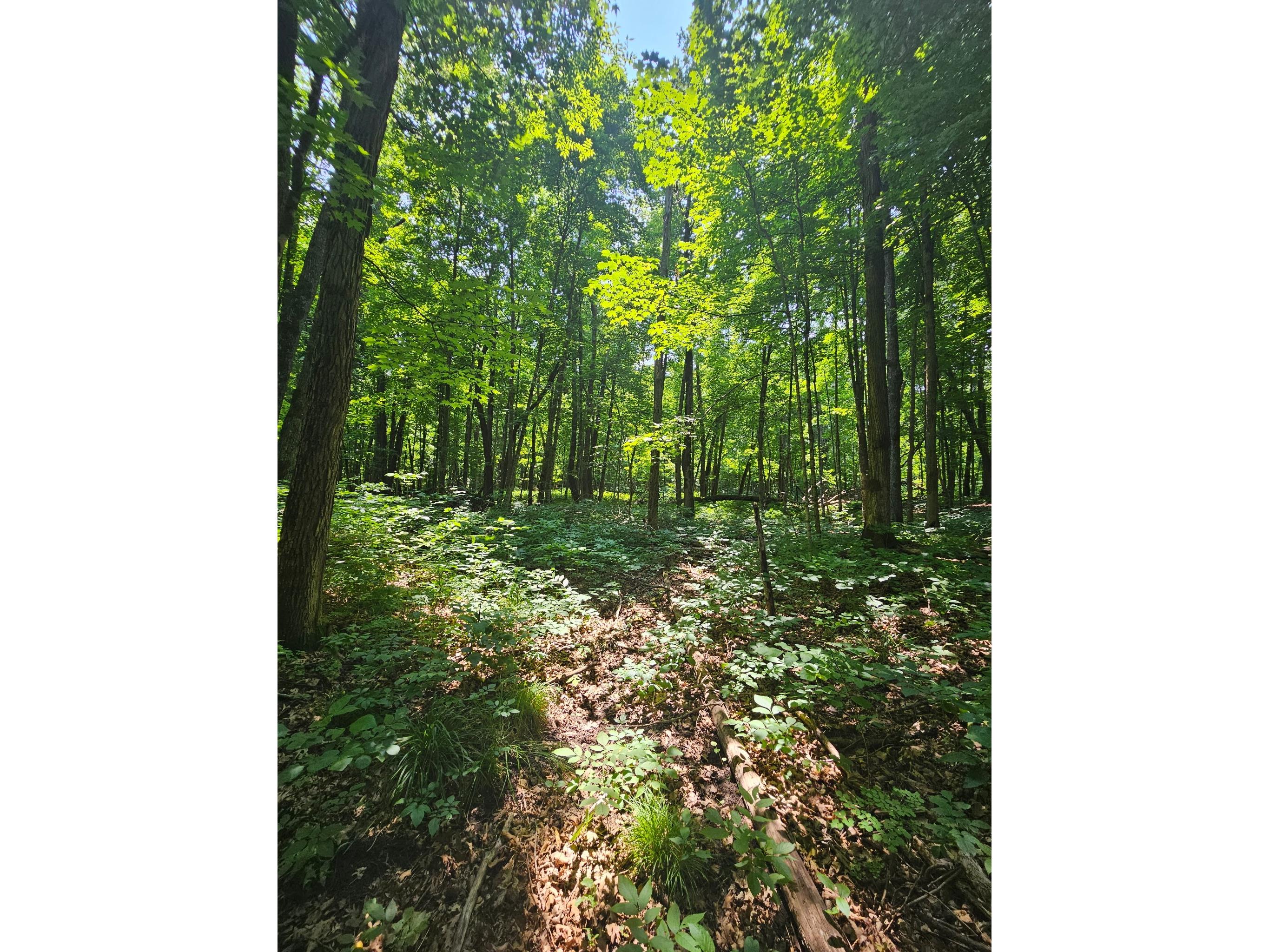 49 acres 16th Avenue Cameron WI 54822 1603187 image20