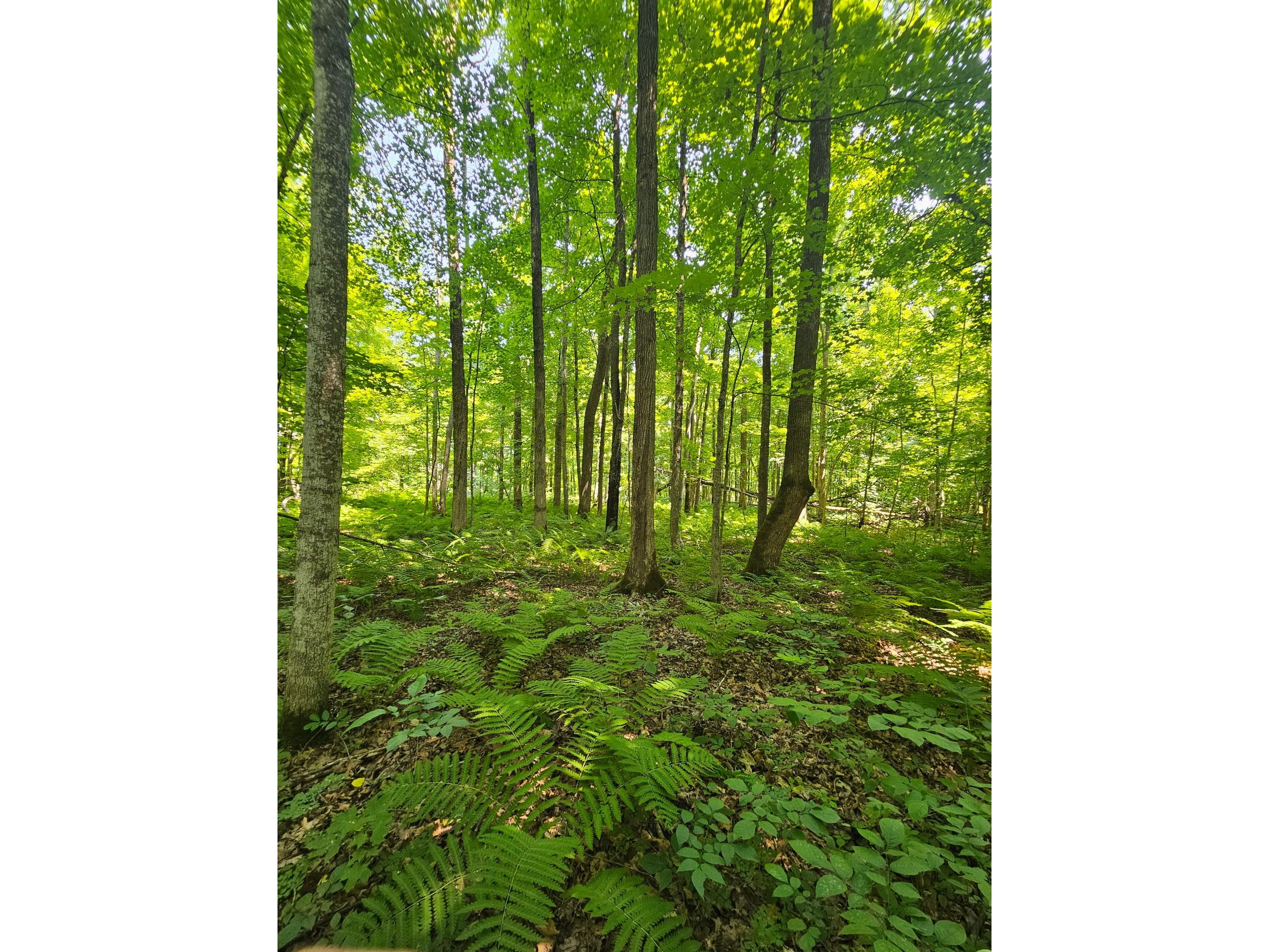 49 acres 16th Avenue Cameron WI 54822 1603187 image23