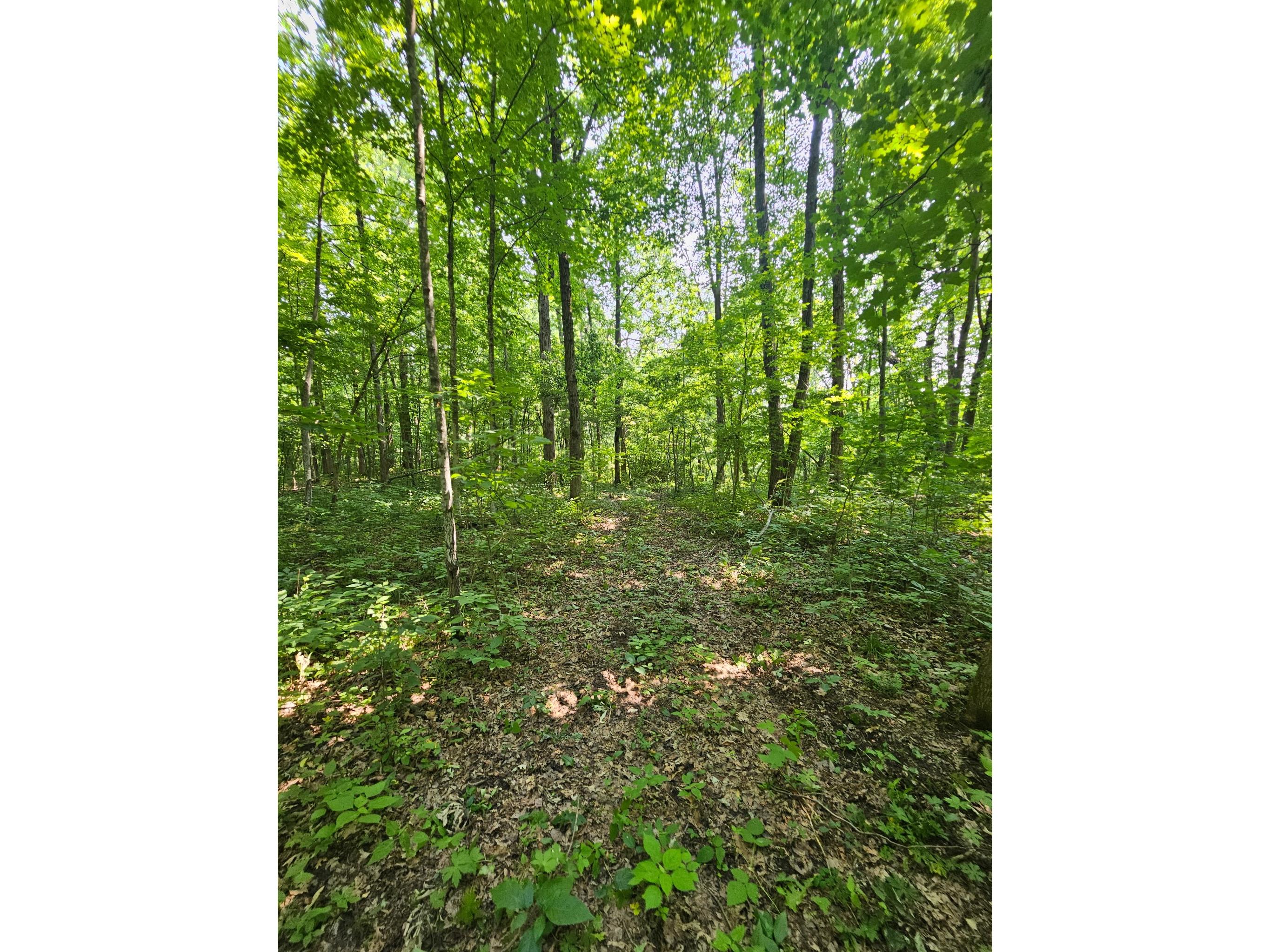 49 acres 16th Avenue Cameron WI 54822 1603187 image8