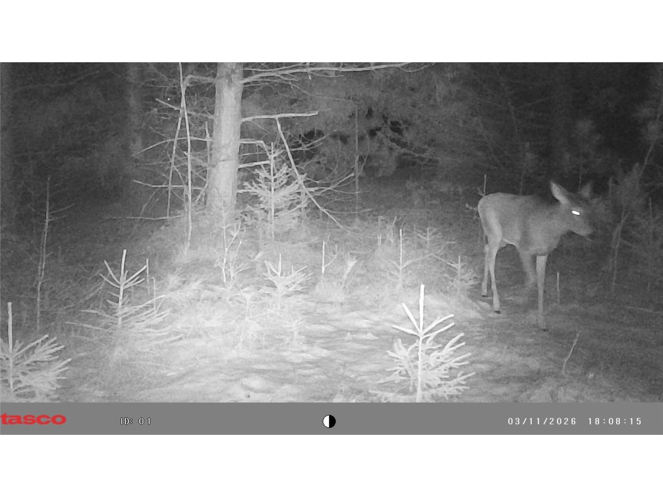 5 Acres 630th Street Colfax WI 54730 1599242 image10