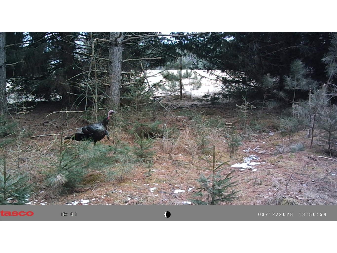 5 Acres 630th Street Colfax WI 54730 1599242 image12