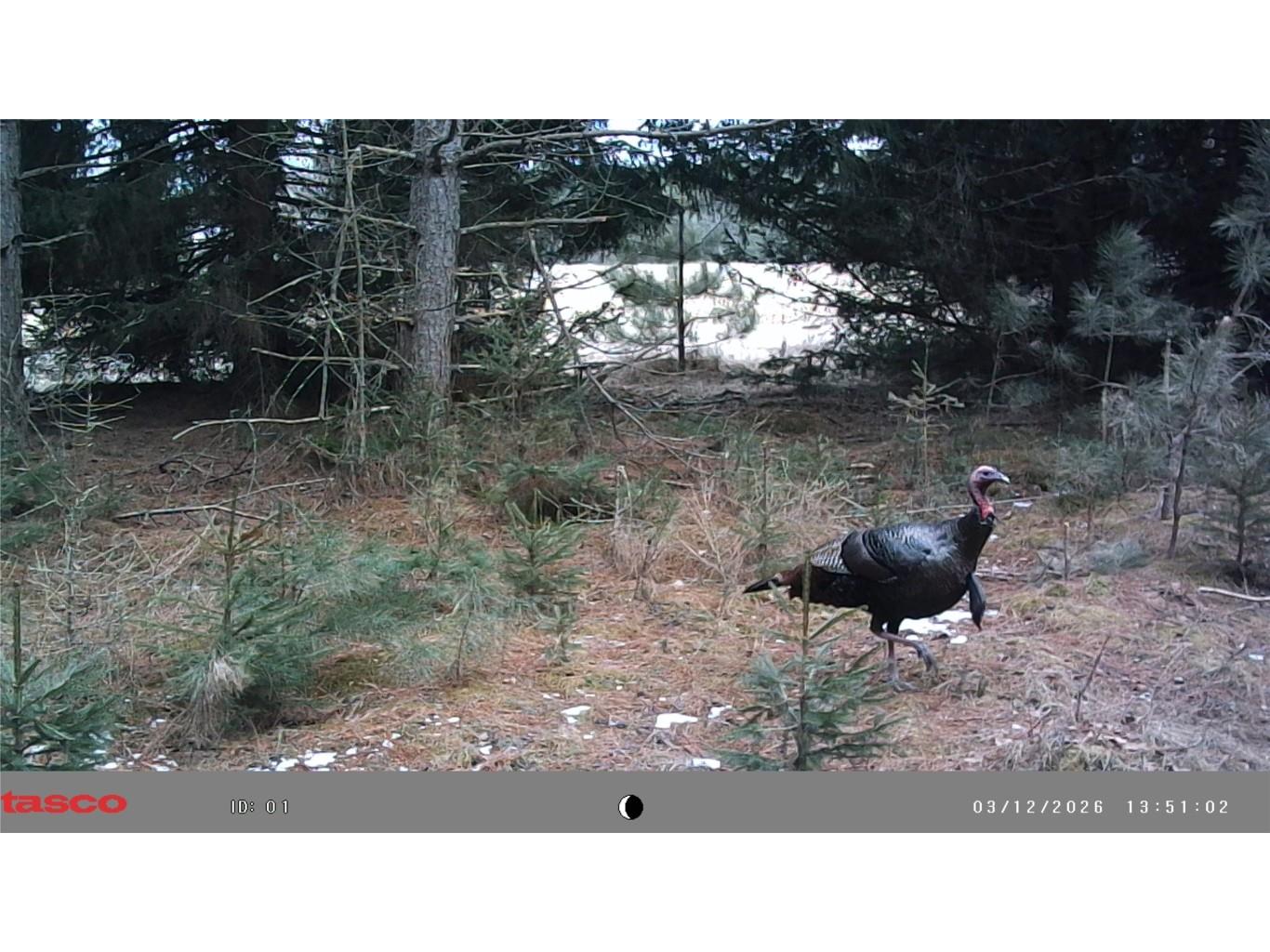 5 Acres 630th Street Colfax WI 54730 1599242 image14