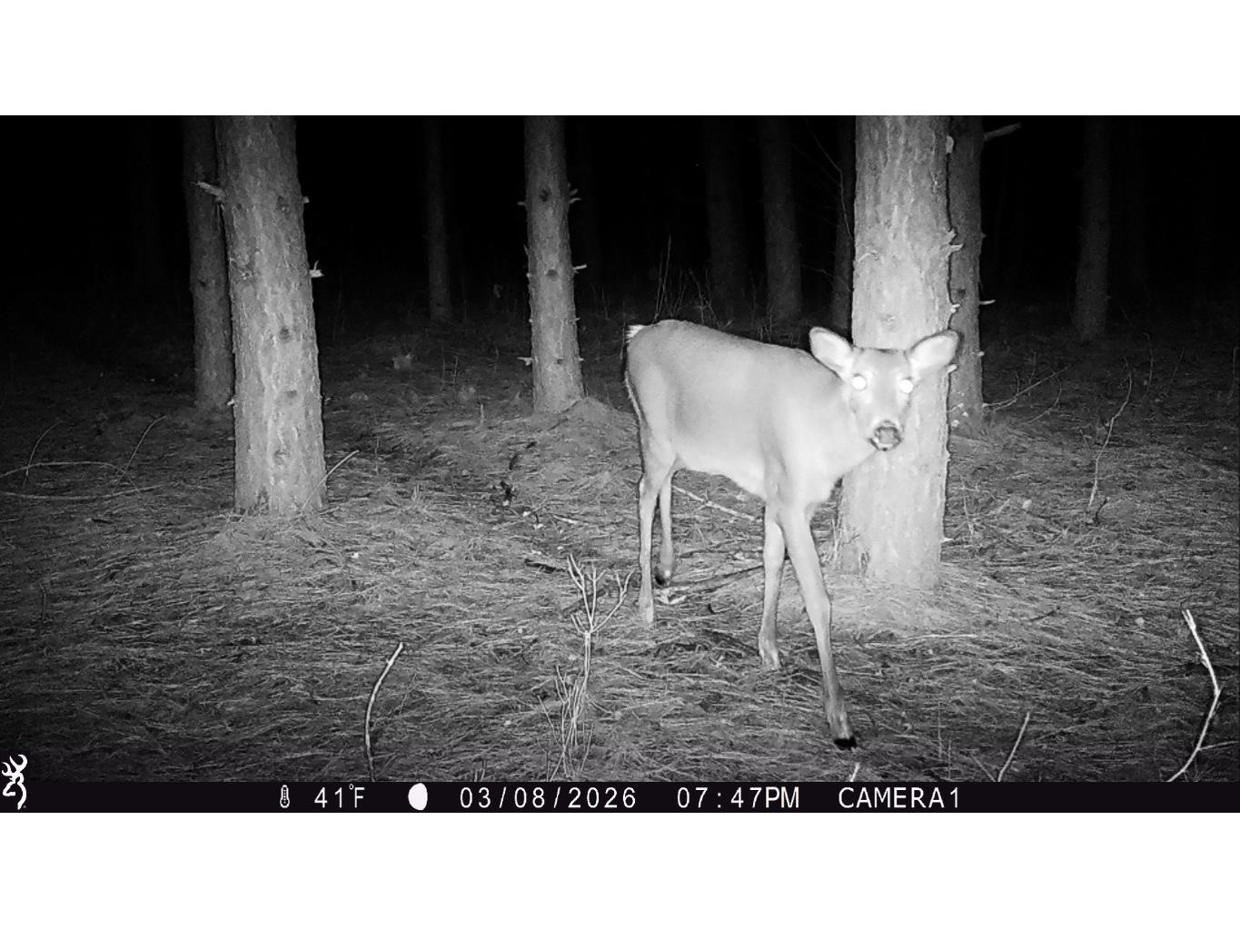 5 Acres 630th Street Colfax WI 54730 1599242 image17