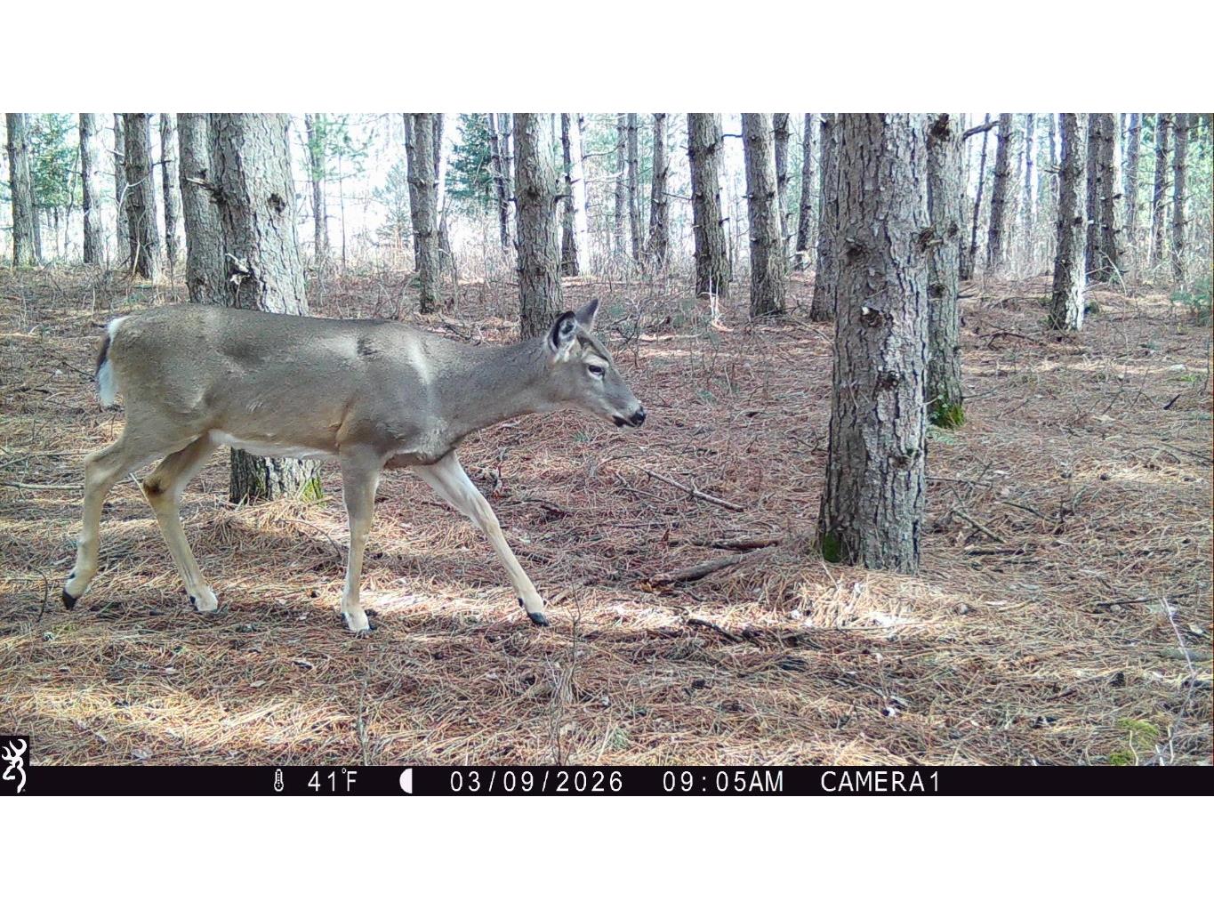 5 Acres 630th Street Colfax WI 54730 1599242 image19