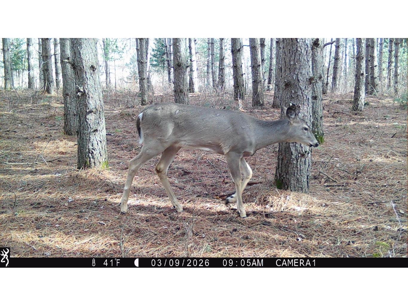 5 Acres 630th Street Colfax WI 54730 1599242 image21