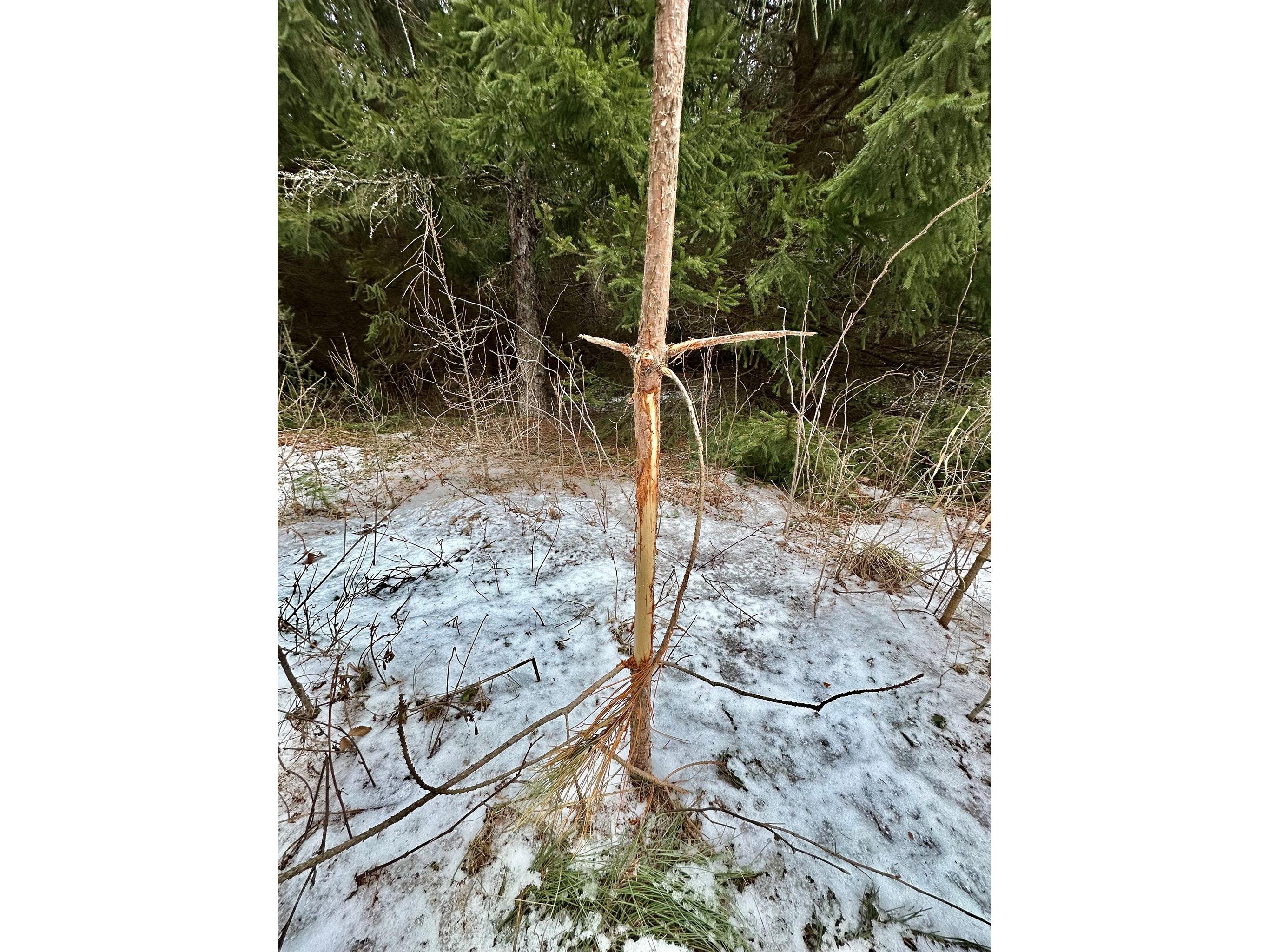 5 Acres 630th Street Colfax WI 54730 1599242 image22