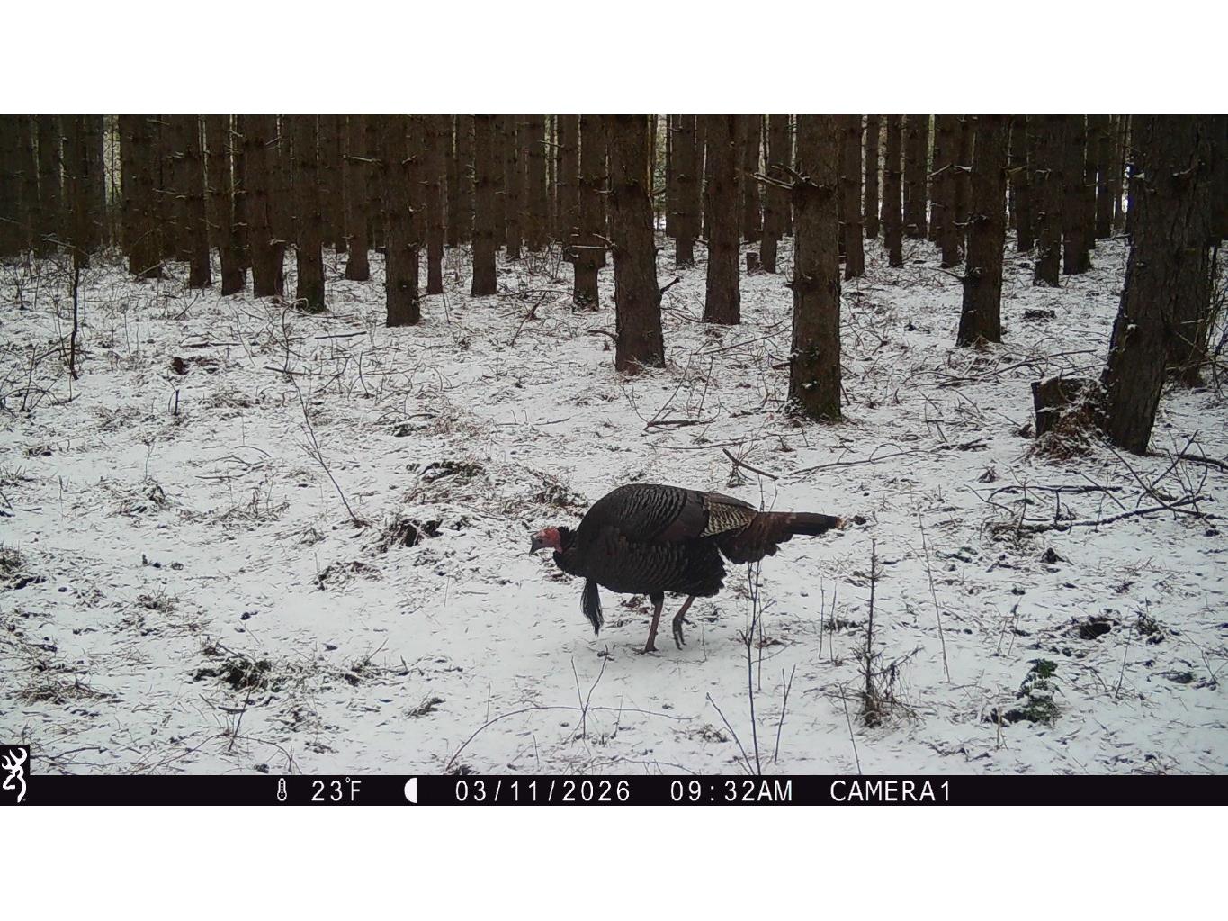 5 Acres 630th Street Colfax WI 54730 1599242 image23