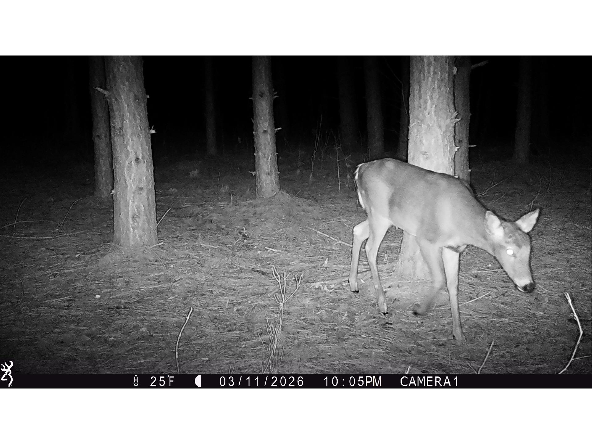 5 Acres 630th Street Colfax WI 54730 1599242 image25