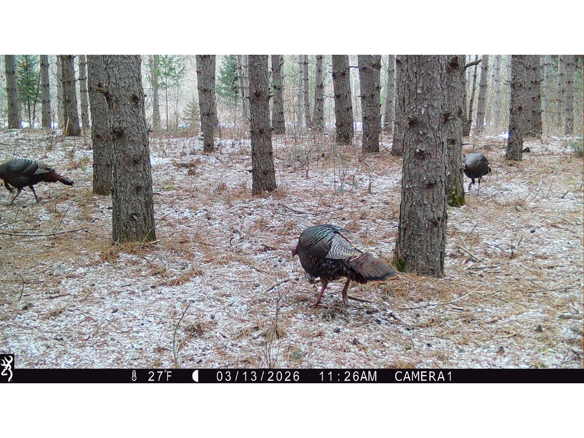 5 Acres 630th Street Colfax WI 54730 1599242 image27